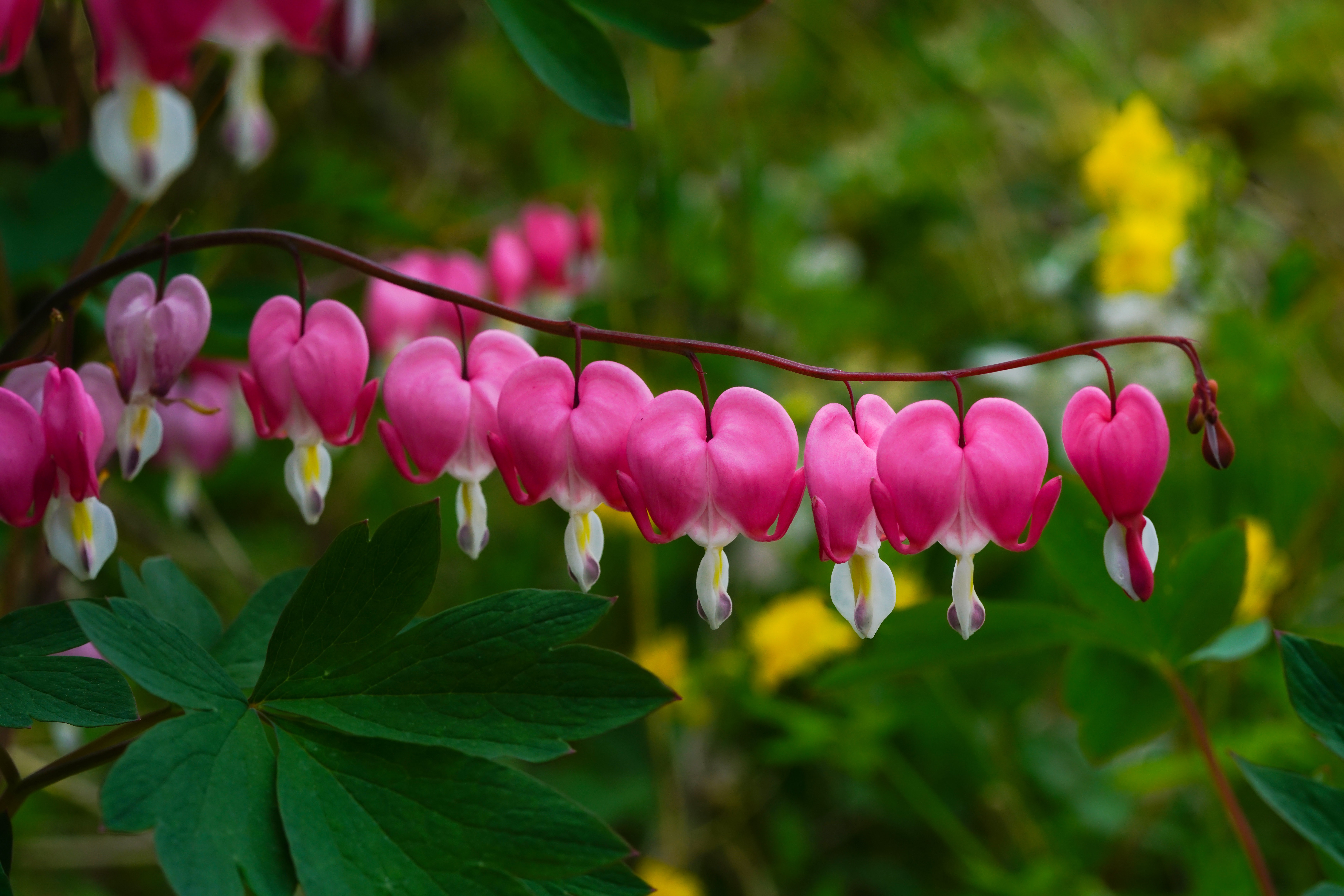 Bleeding Heart Wallpapers