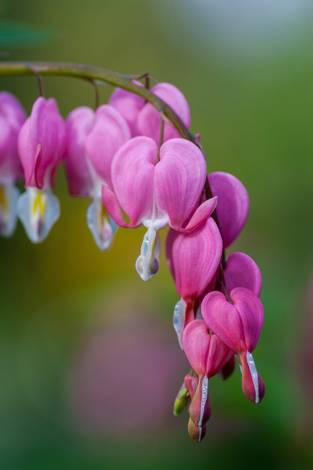 Bleeding Heart Wallpapers