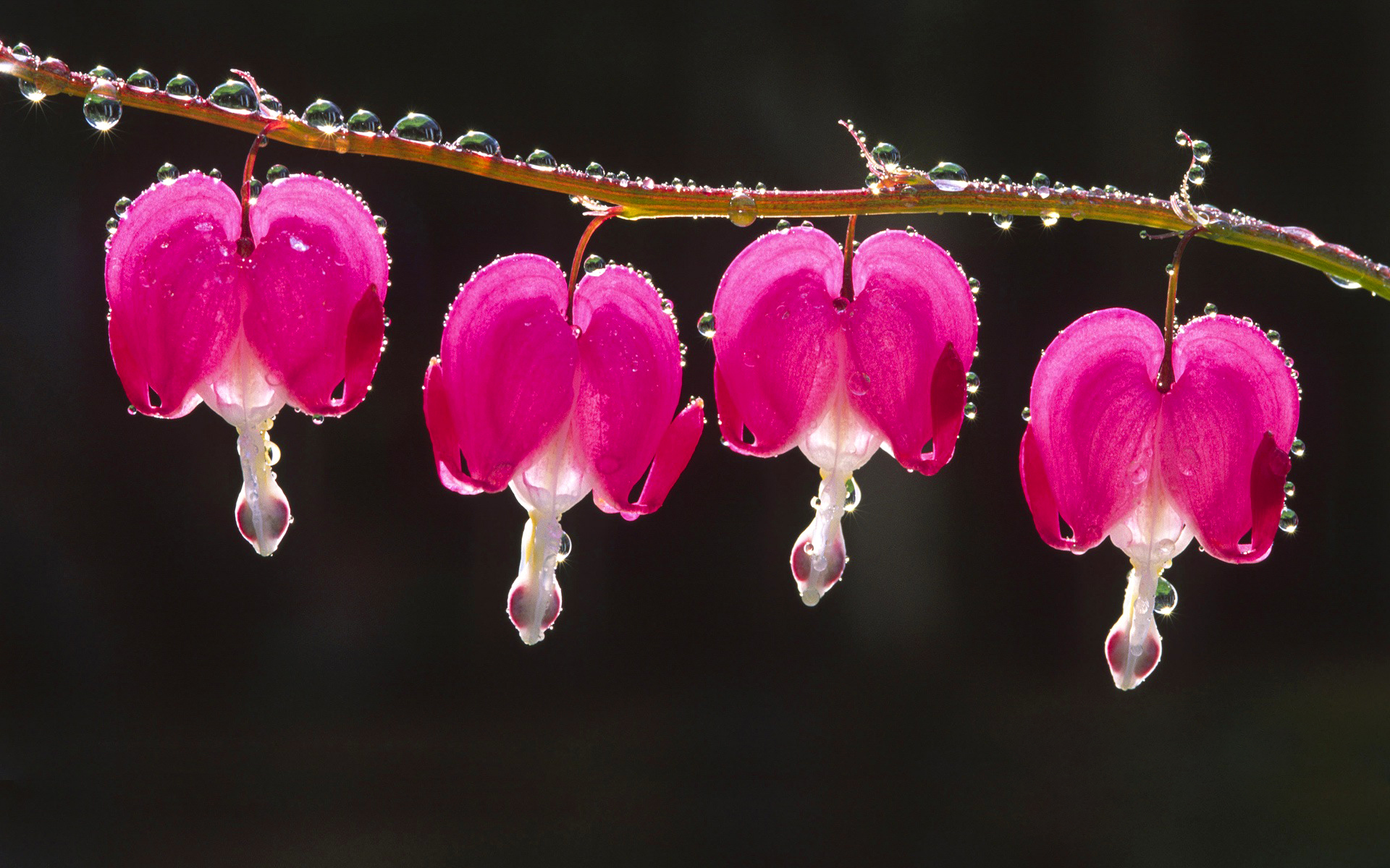 Bleeding Heart Wallpapers