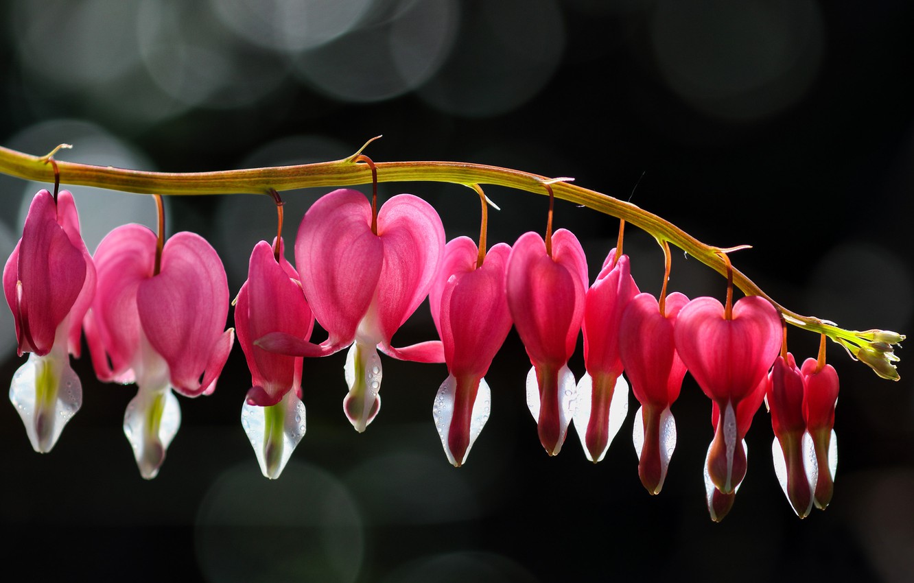 Bleeding Heart Wallpapers