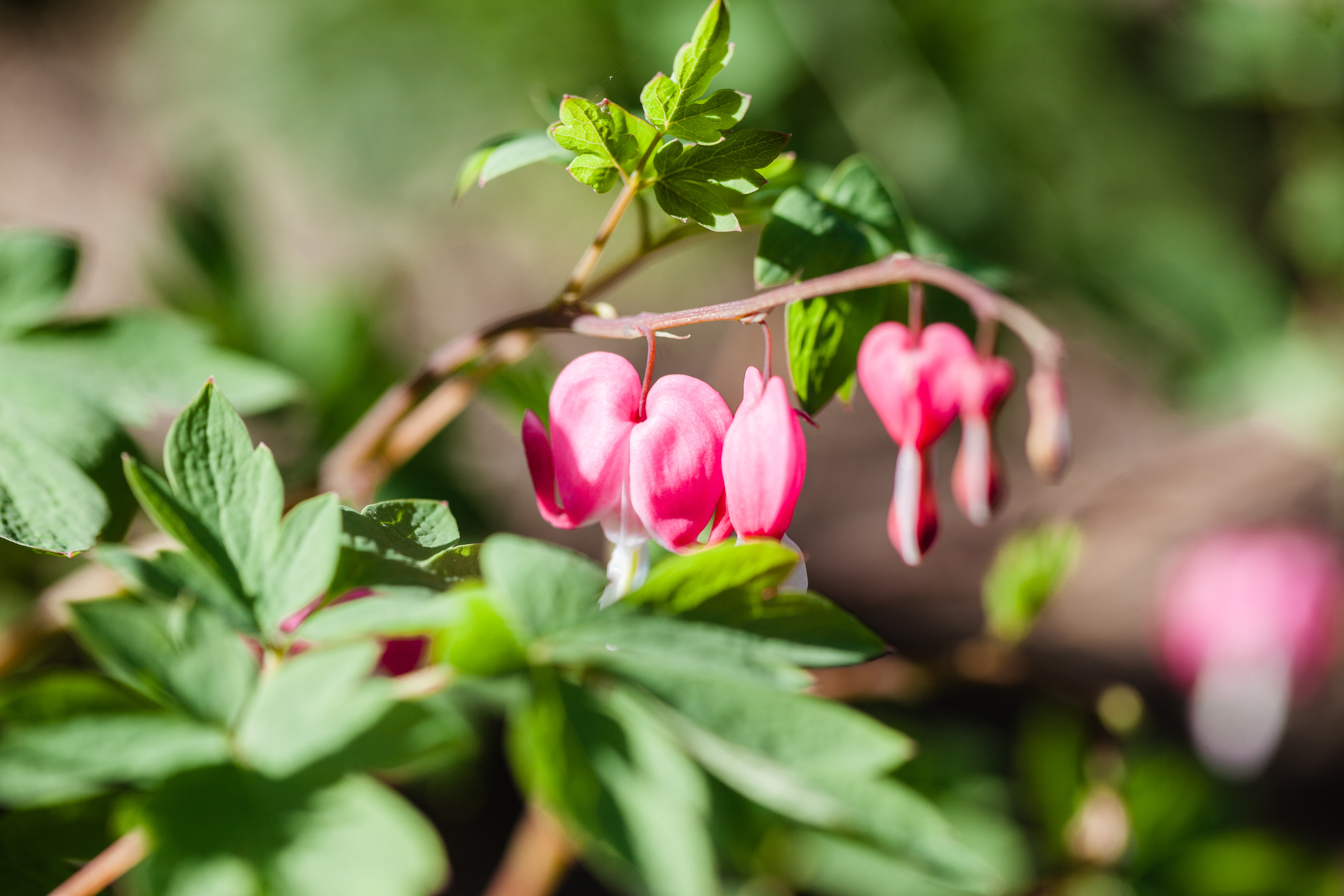 Bleeding Heart Wallpapers