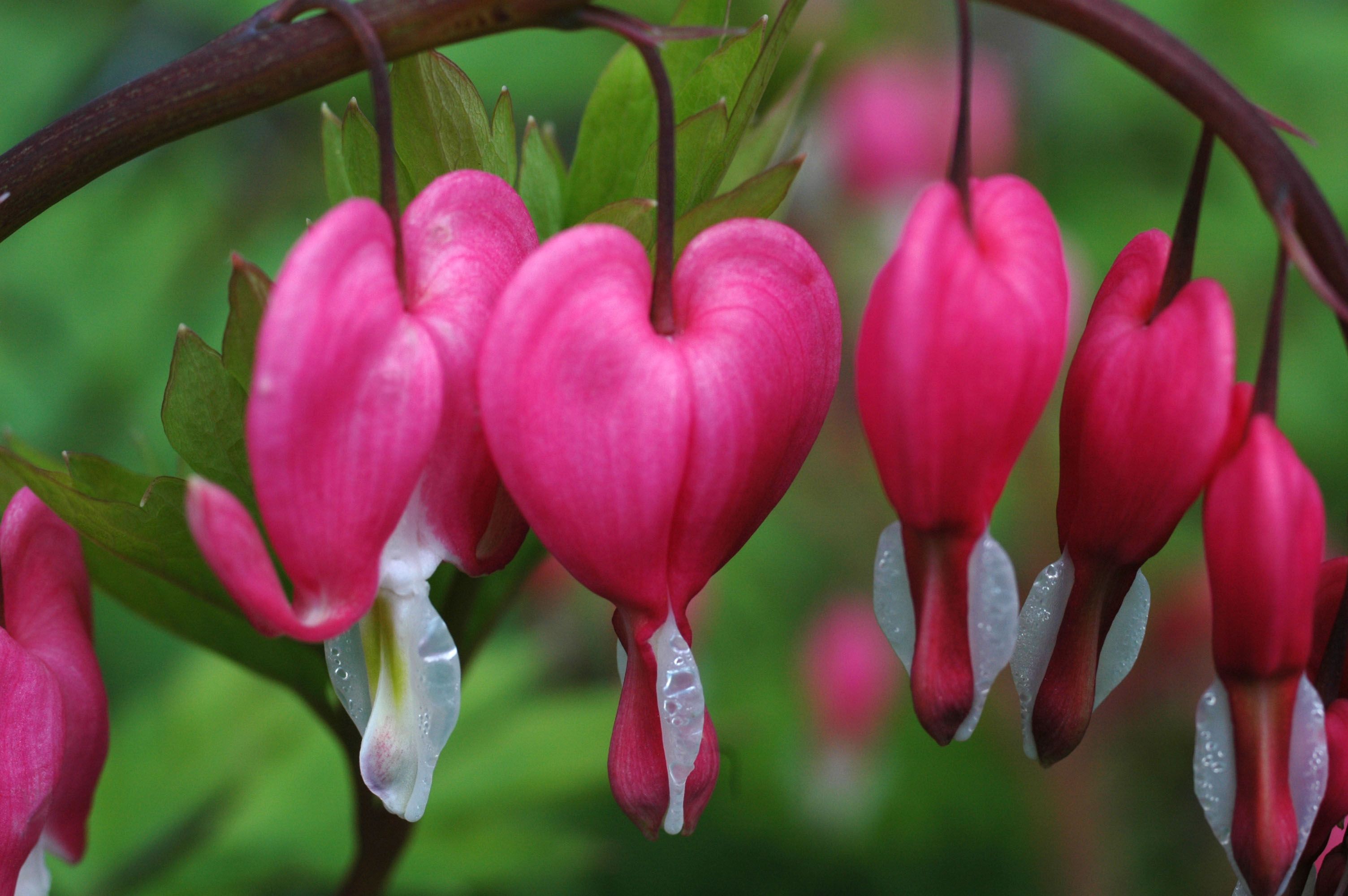 Bleeding Heart Wallpapers