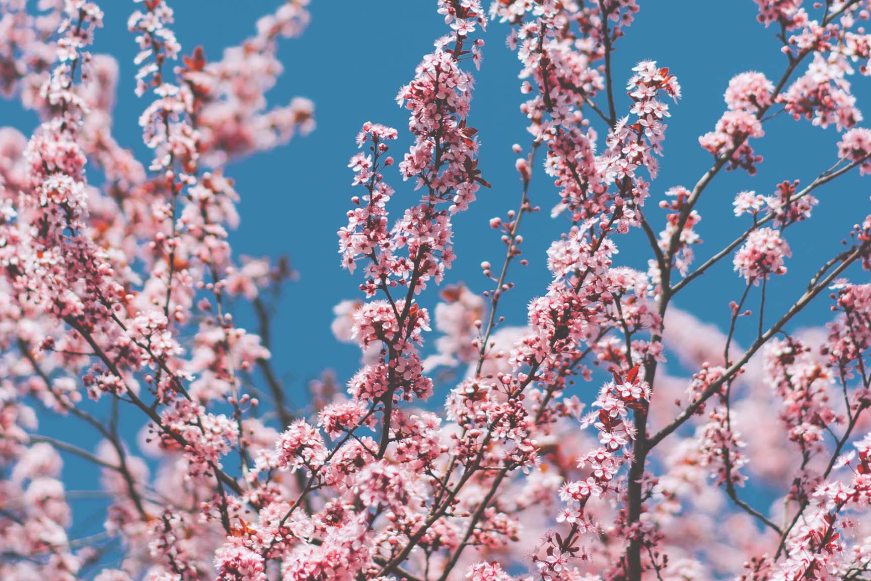 Blossom Wallpapers