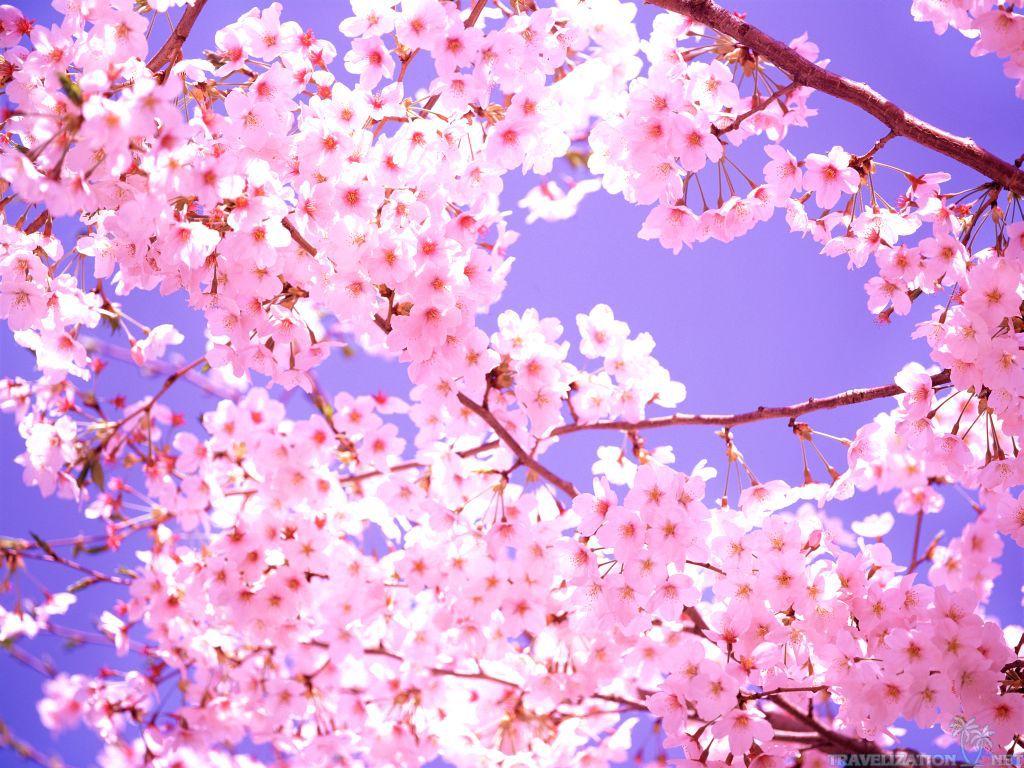 Blossom Wallpapers