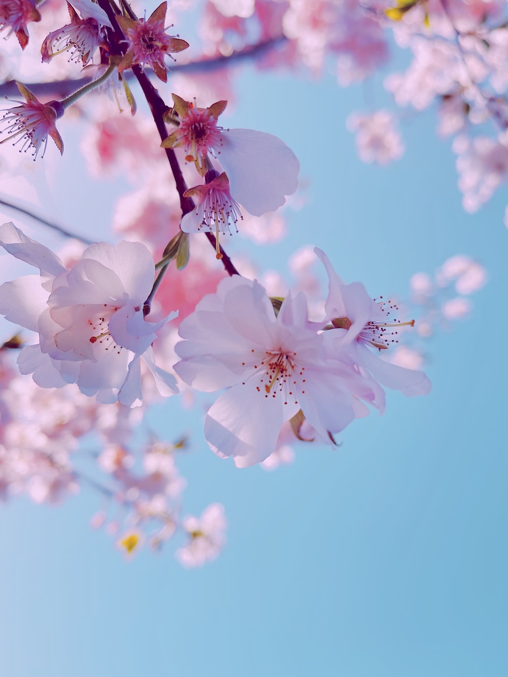 Blossom Wallpapers
