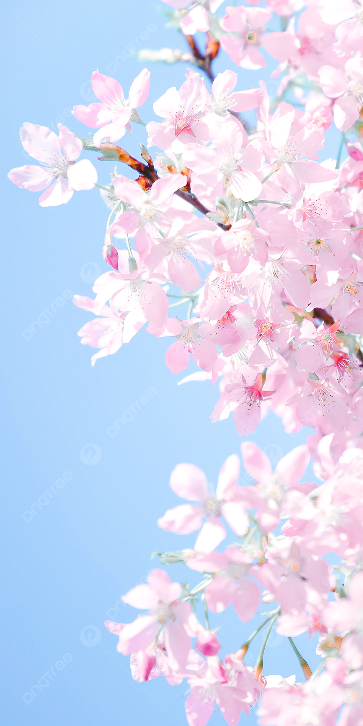 Blossom Wallpapers