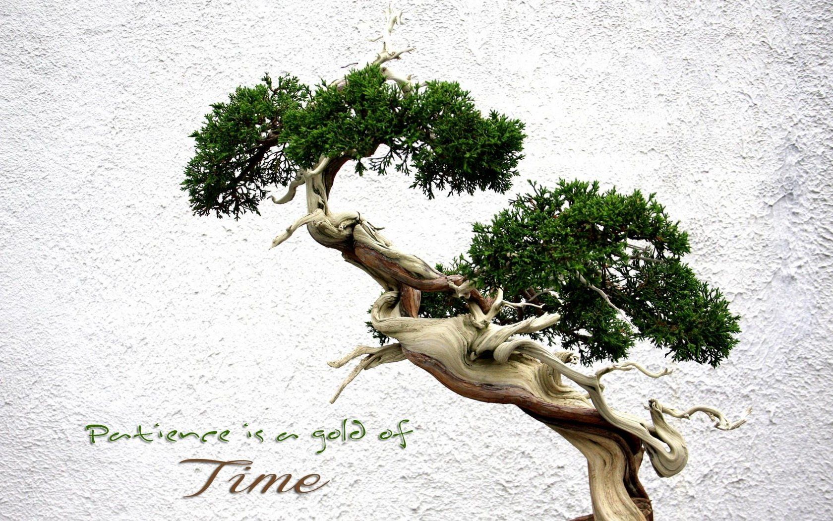 Bonsai Wallpapers