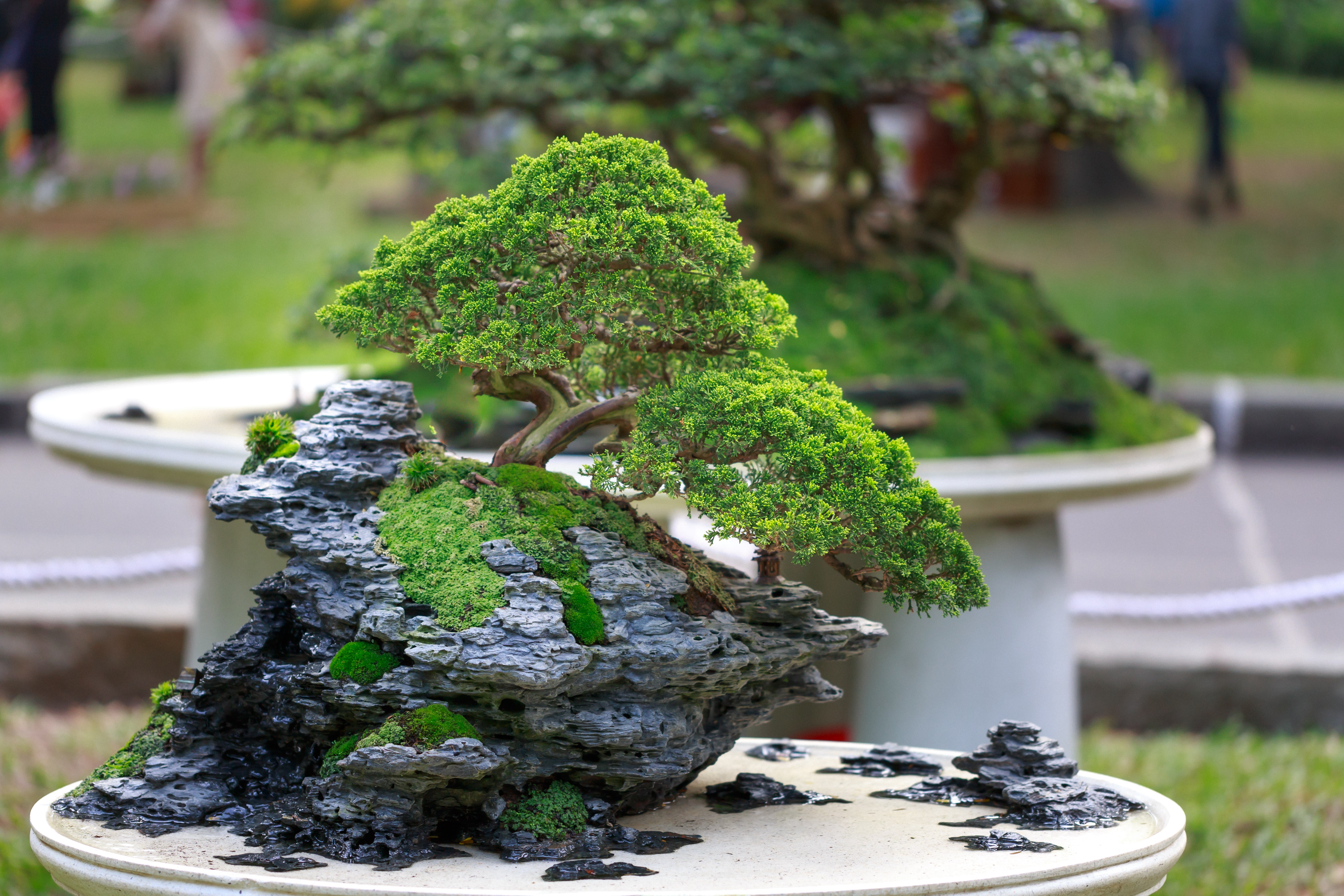 Bonsai Tree Wallpapers