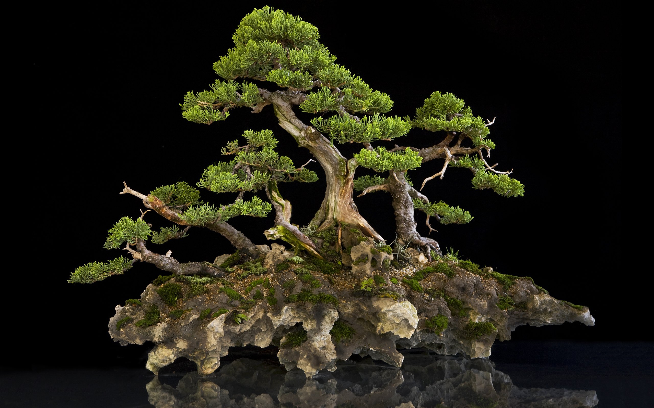 Bonsai Tree Wallpapers