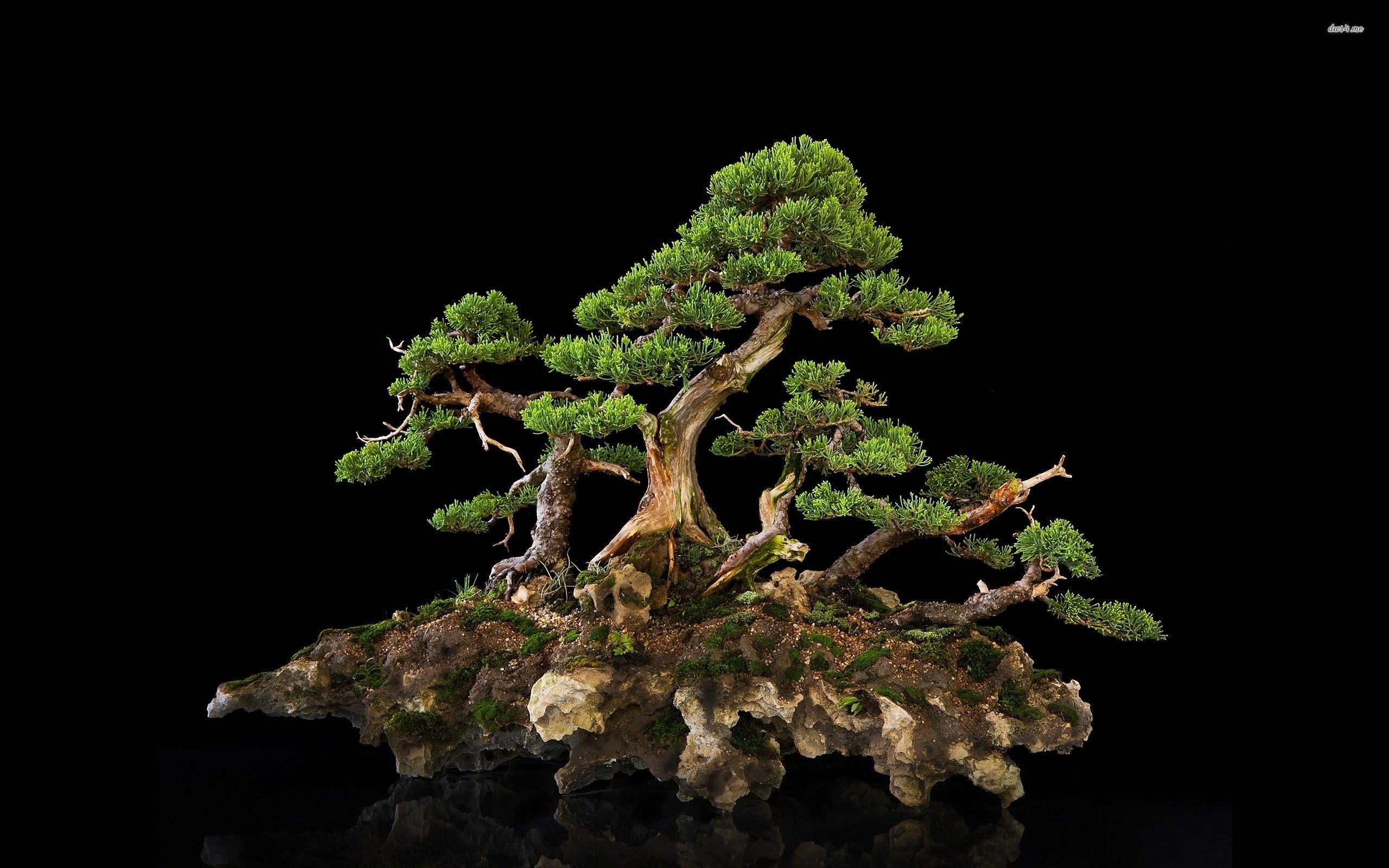 Bonsai Tree Wallpapers