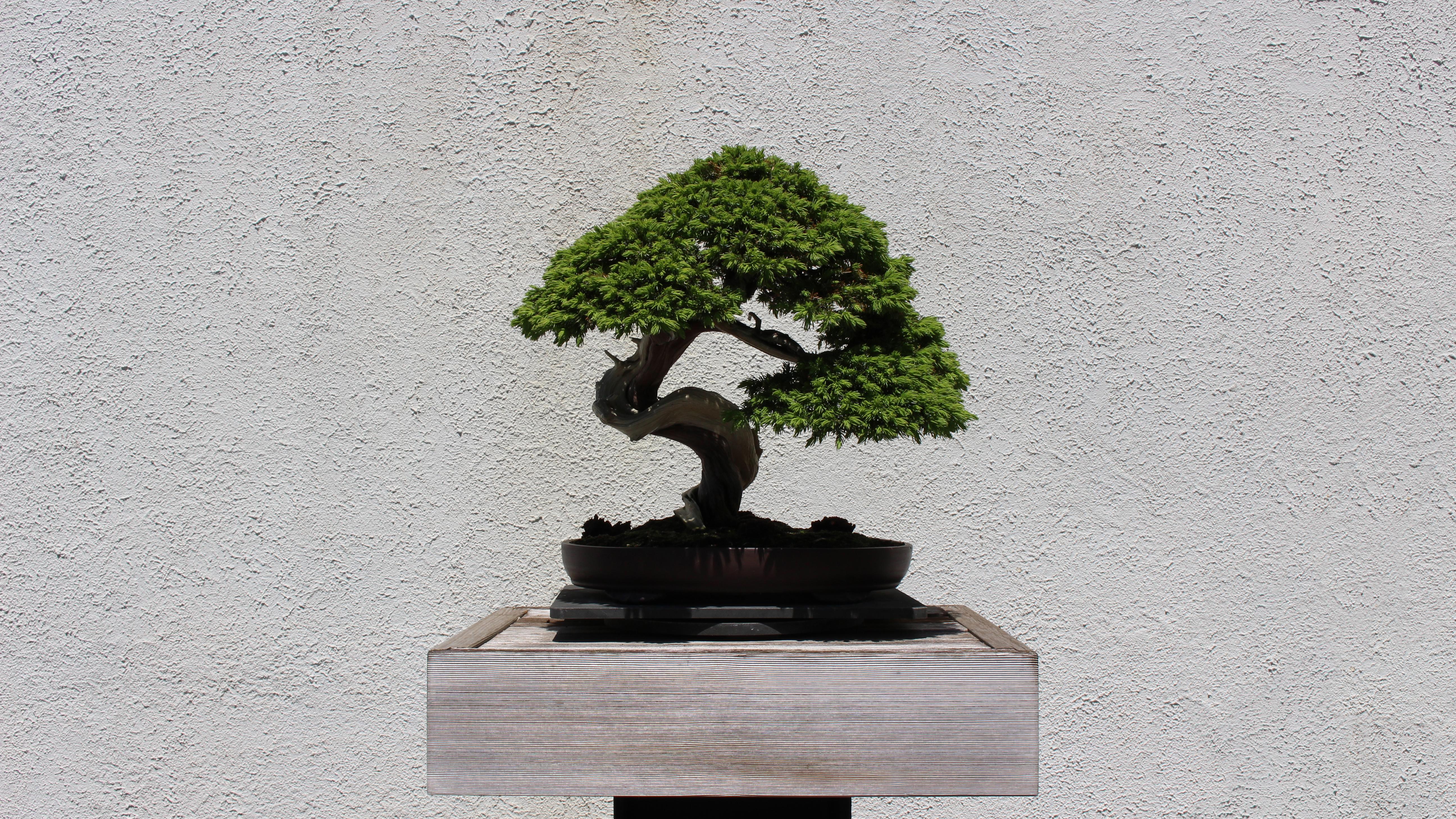 Bonsai Tree Wallpapers