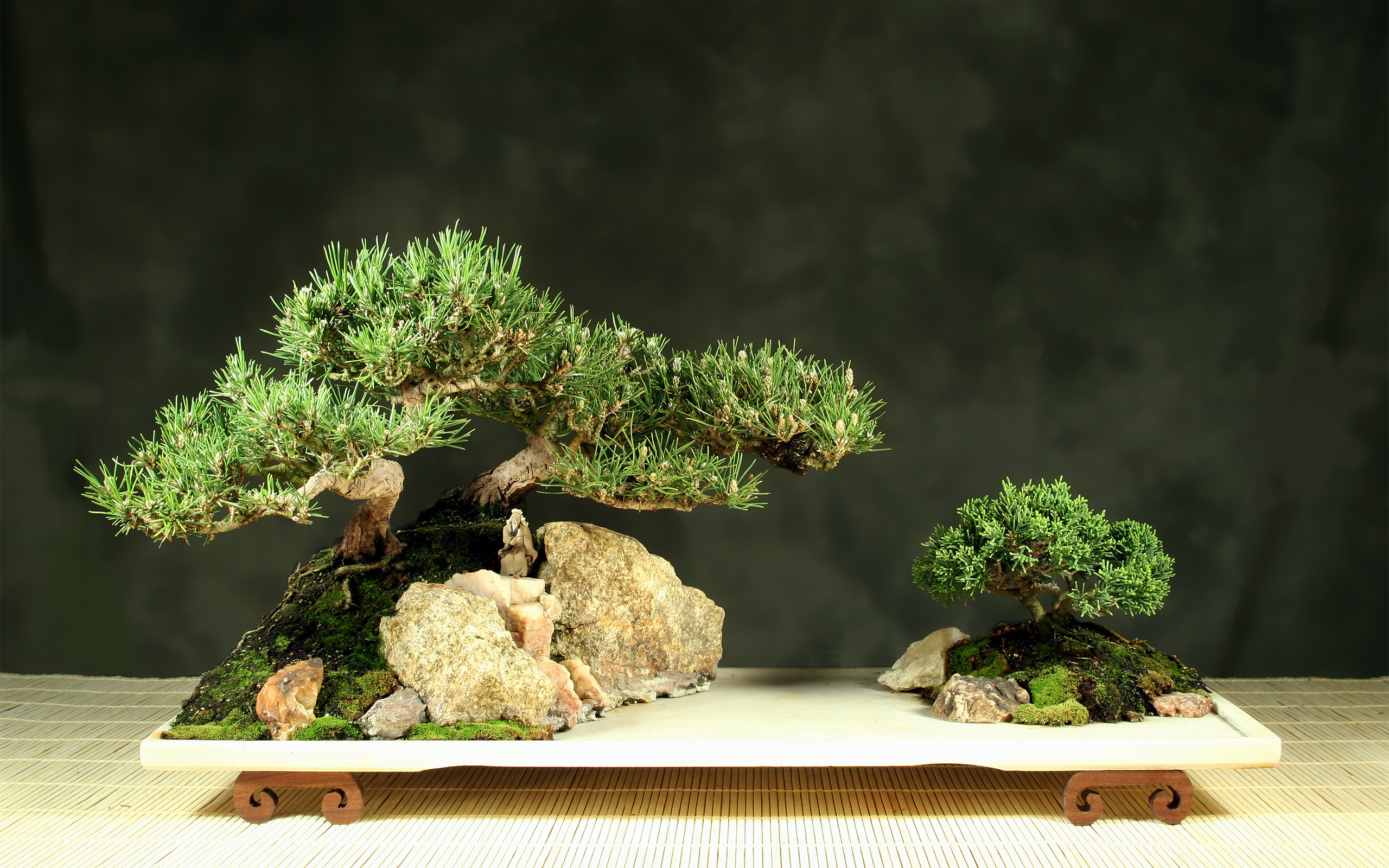 Bonsai Tree Wallpapers