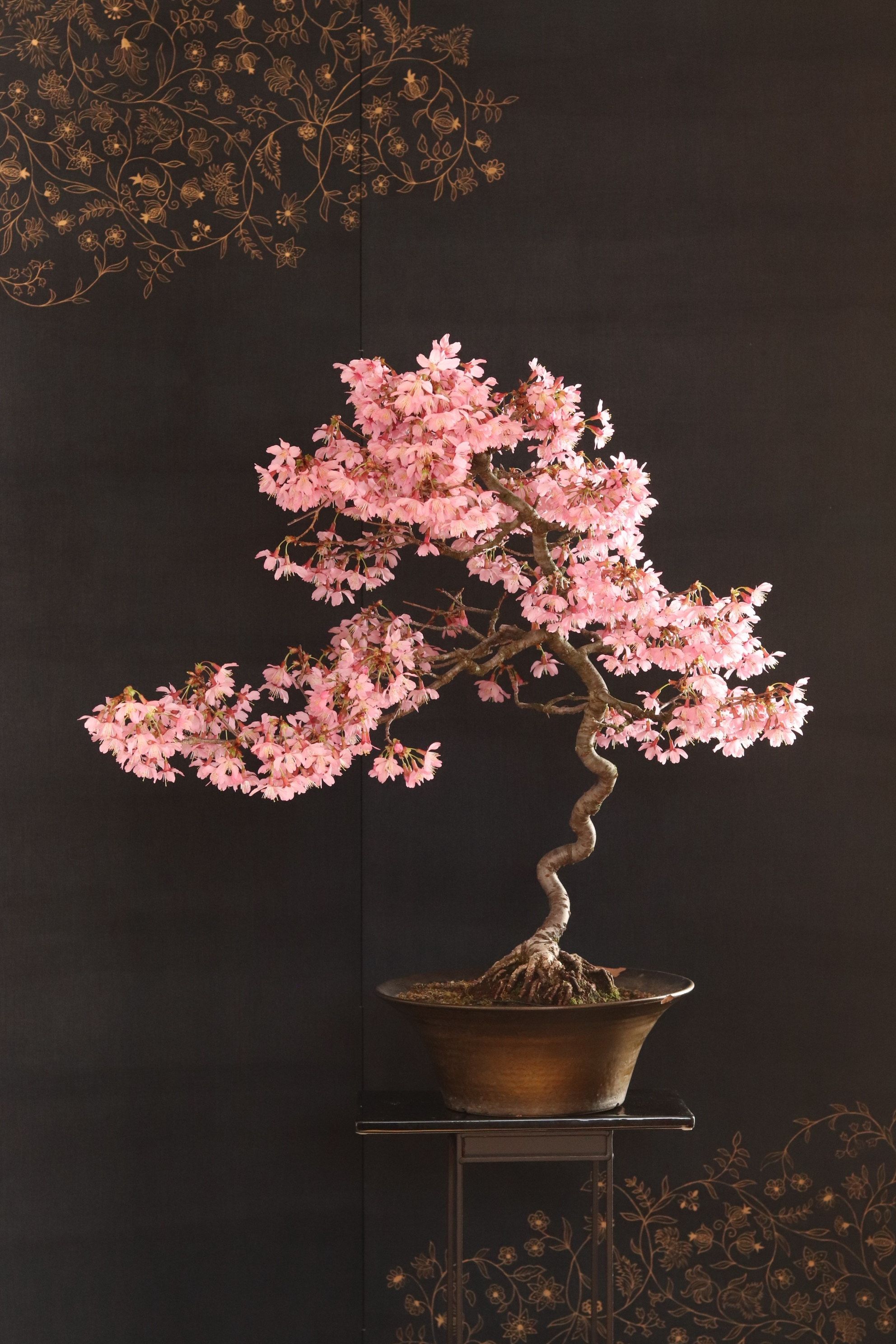 Bonsai Tree Wallpapers