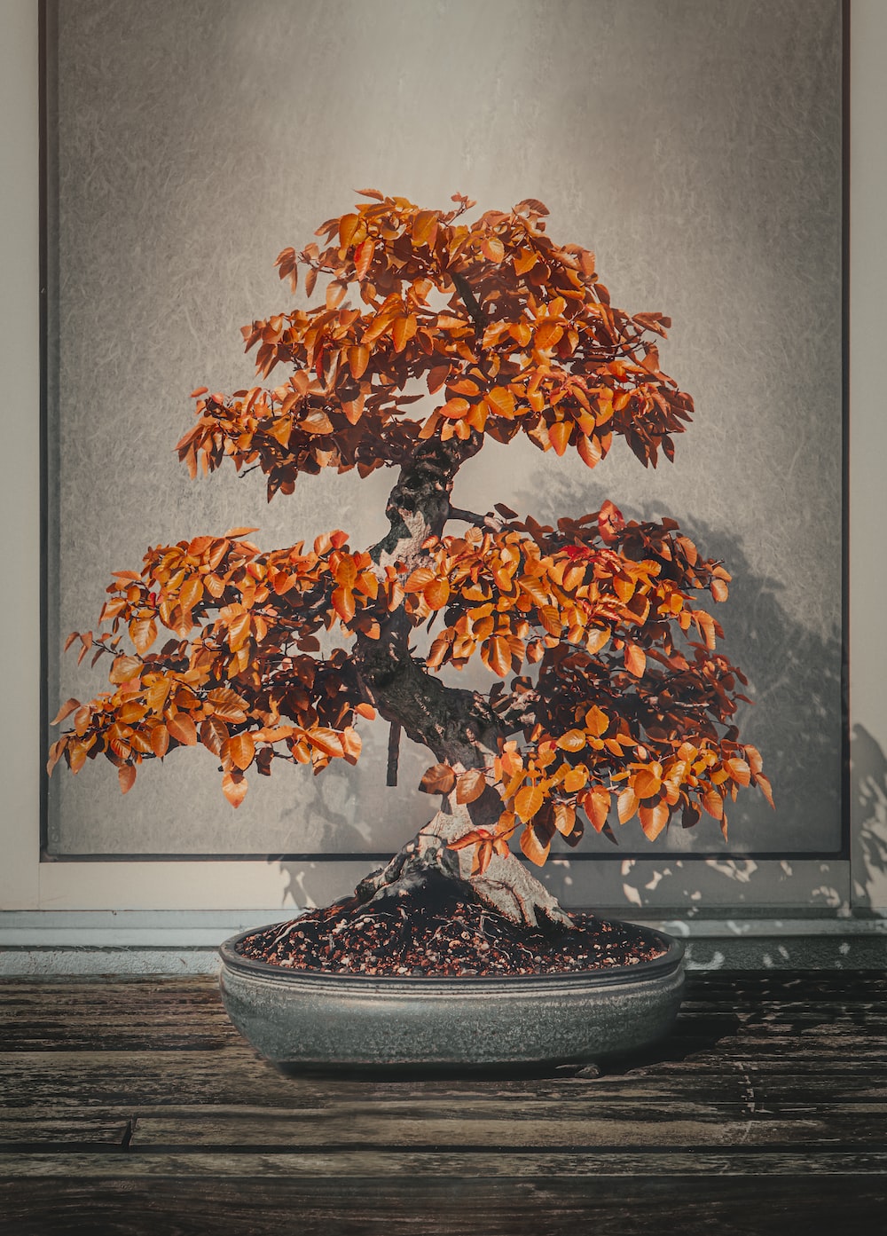 Bonsai Tree Wallpapers