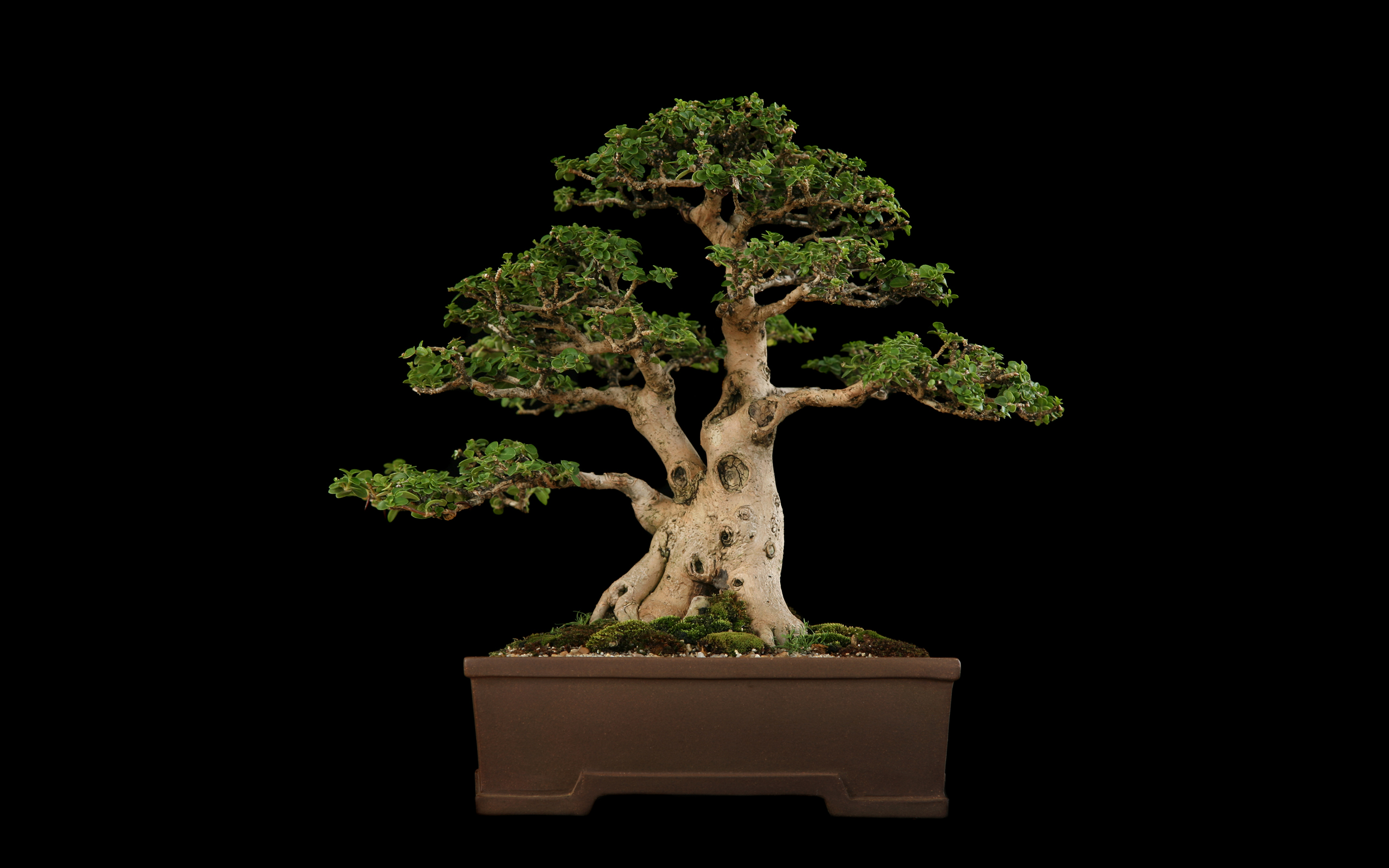 Bonsai Tree Wallpapers