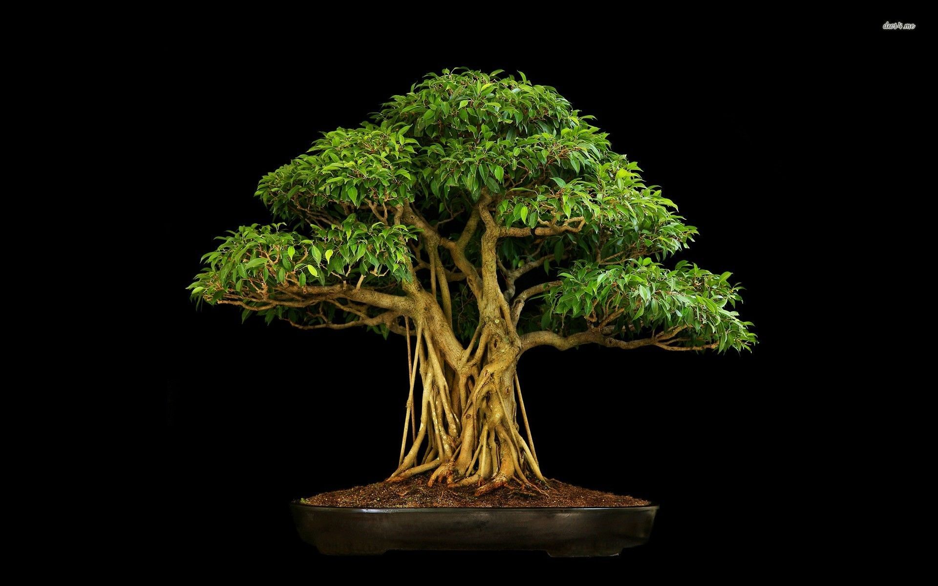 Bonsai Tree Wallpapers