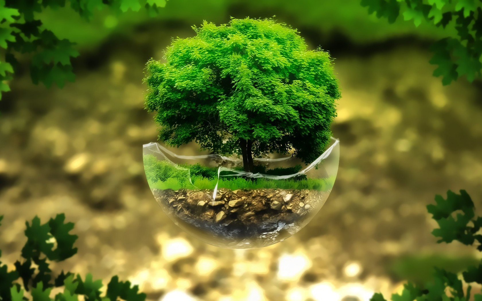 Bonsai Tree Wallpapers