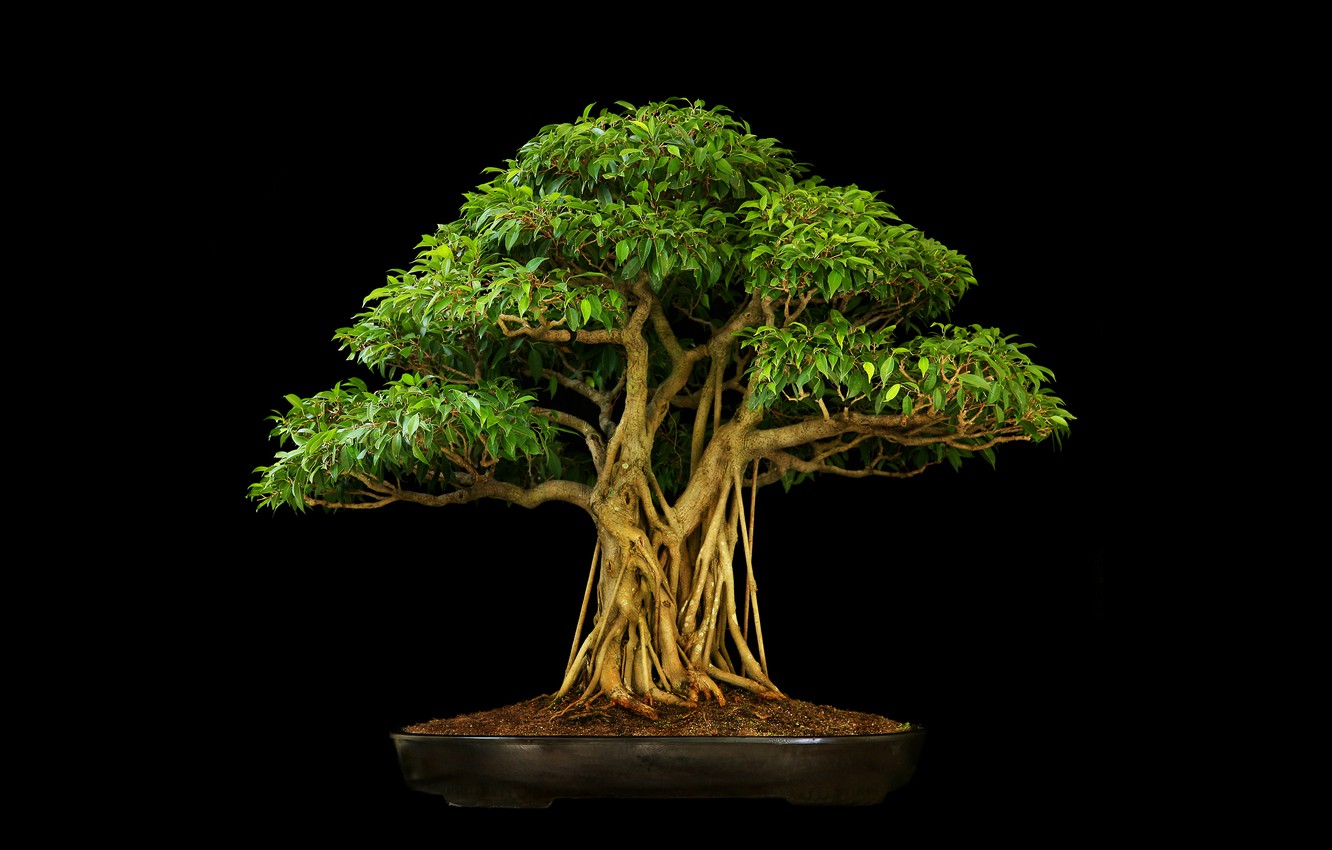 Bonsai Tree Wallpapers