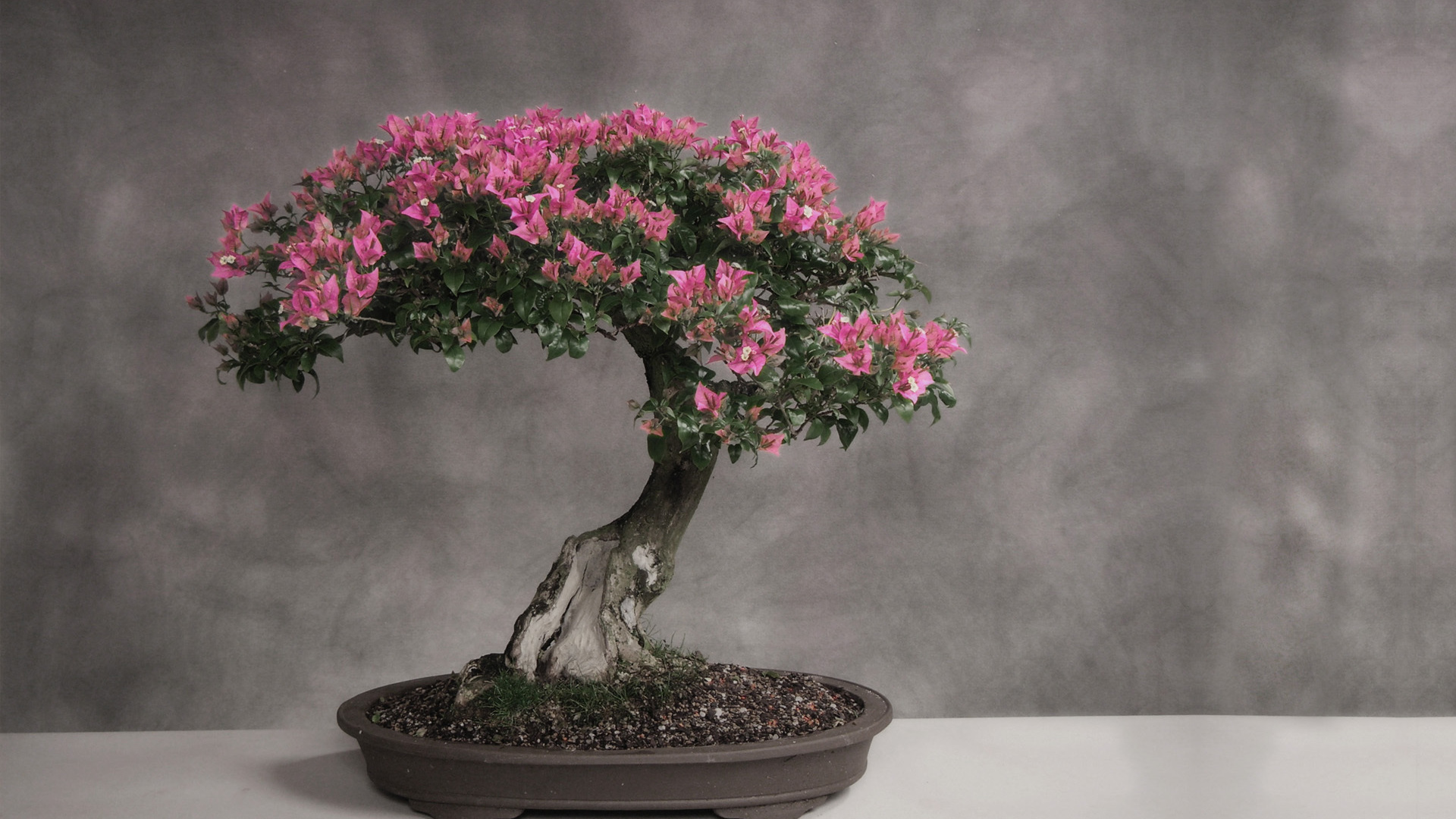 Bonsai Tree Wallpapers