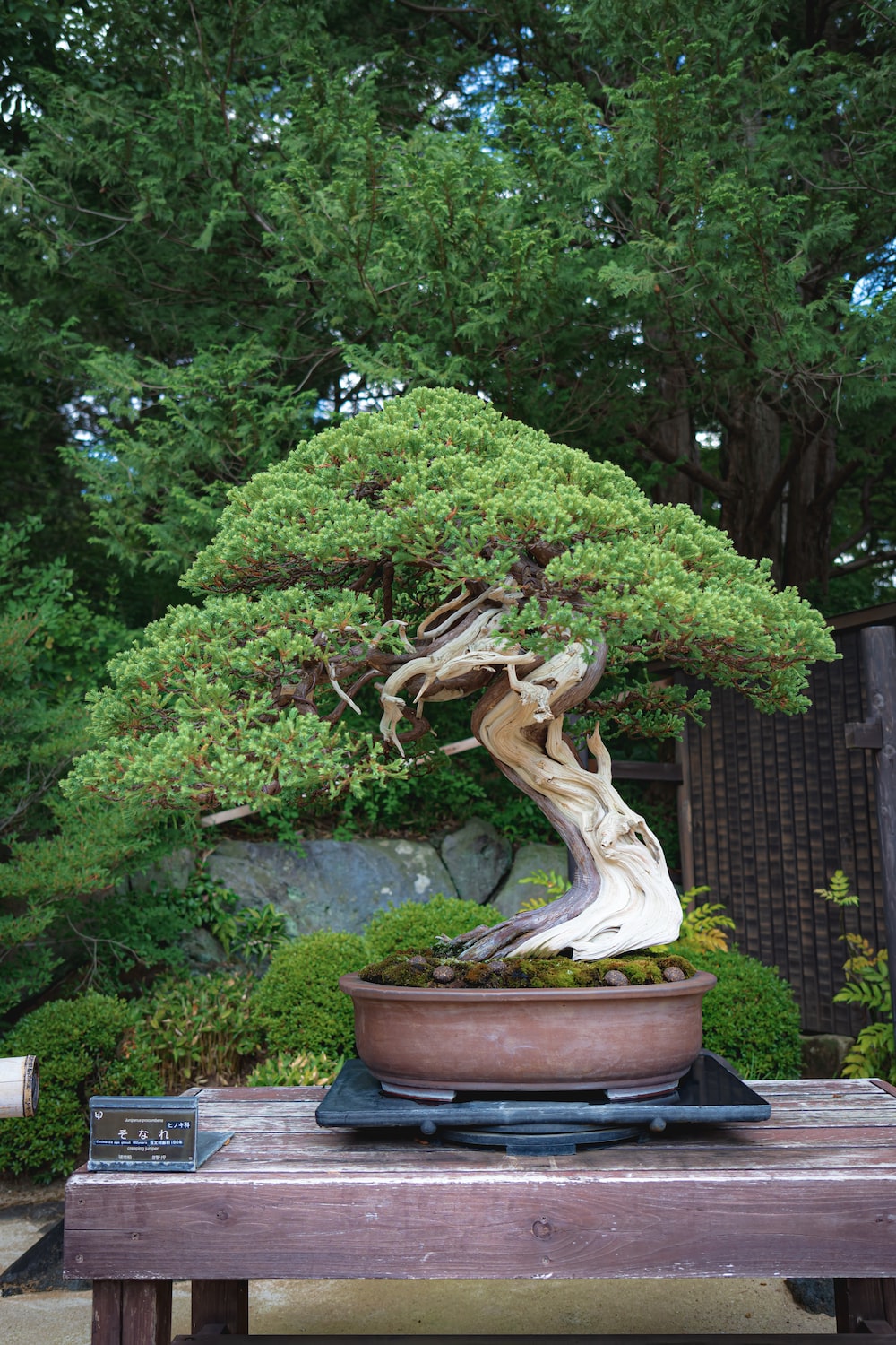 Bonsai Tree Wallpapers