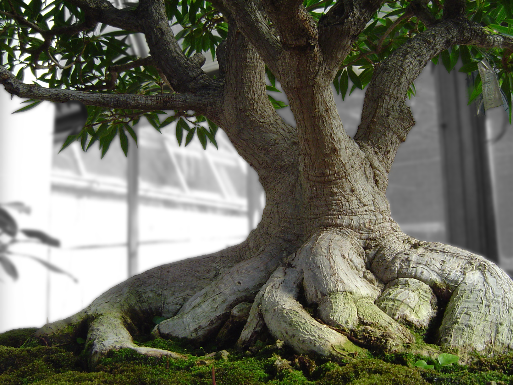 Bonsai Tree Wallpapers