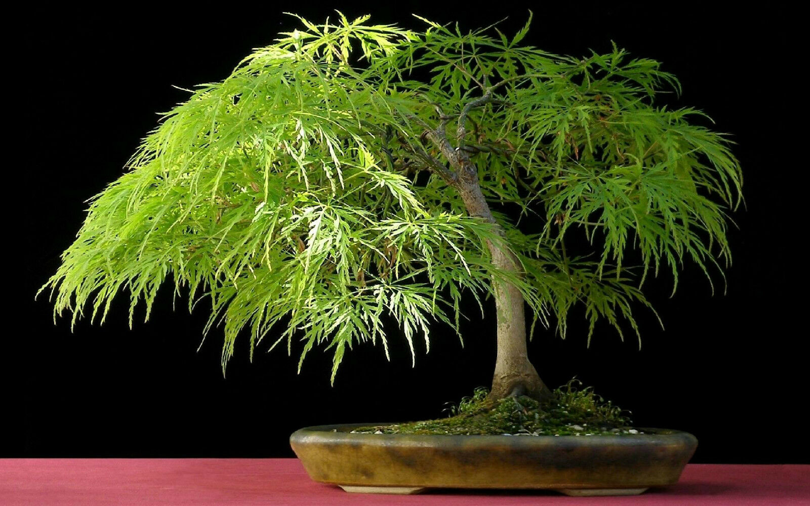 Bonsai Tree Wallpapers