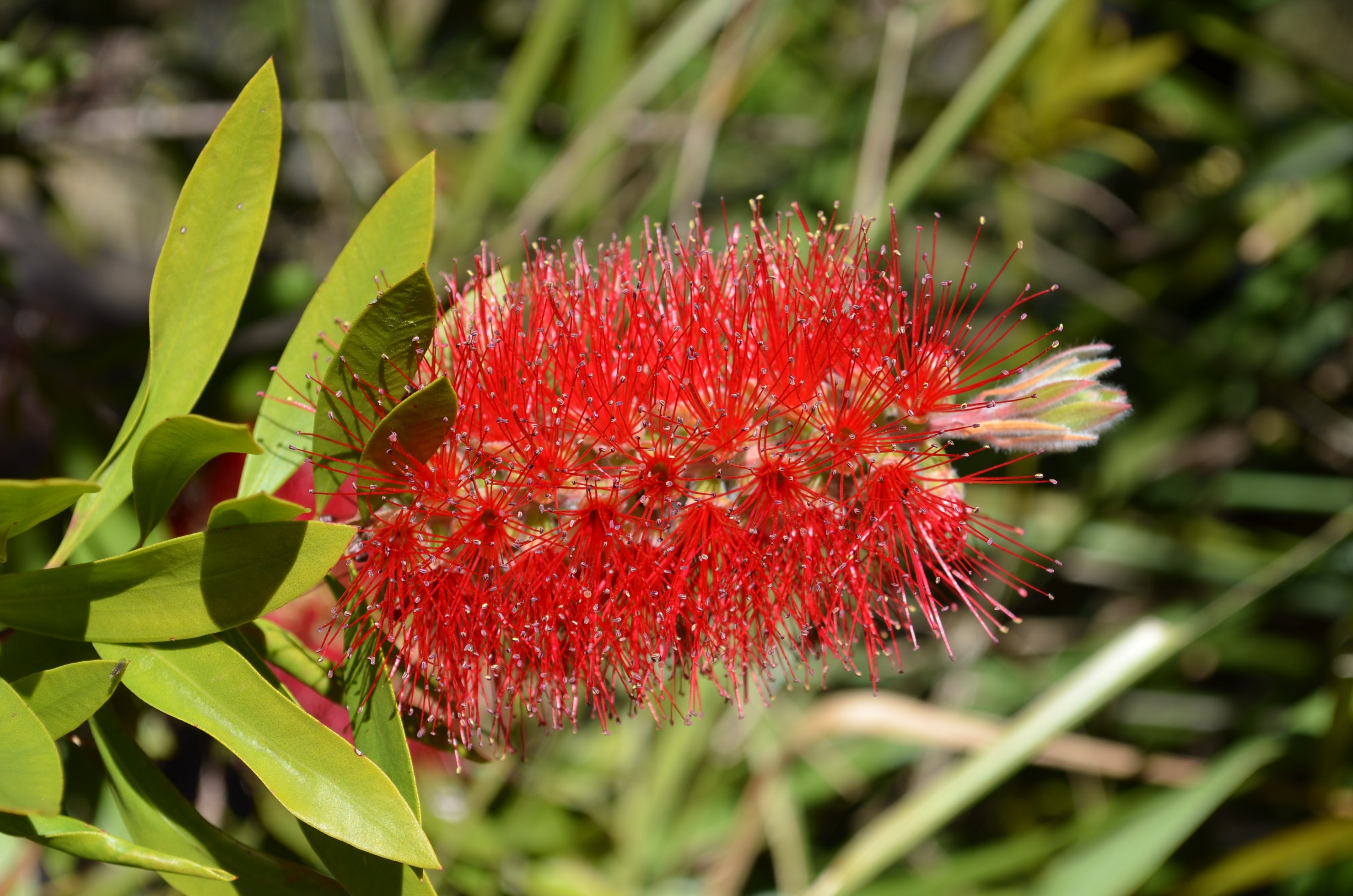 Bottlebrush Wallpapers