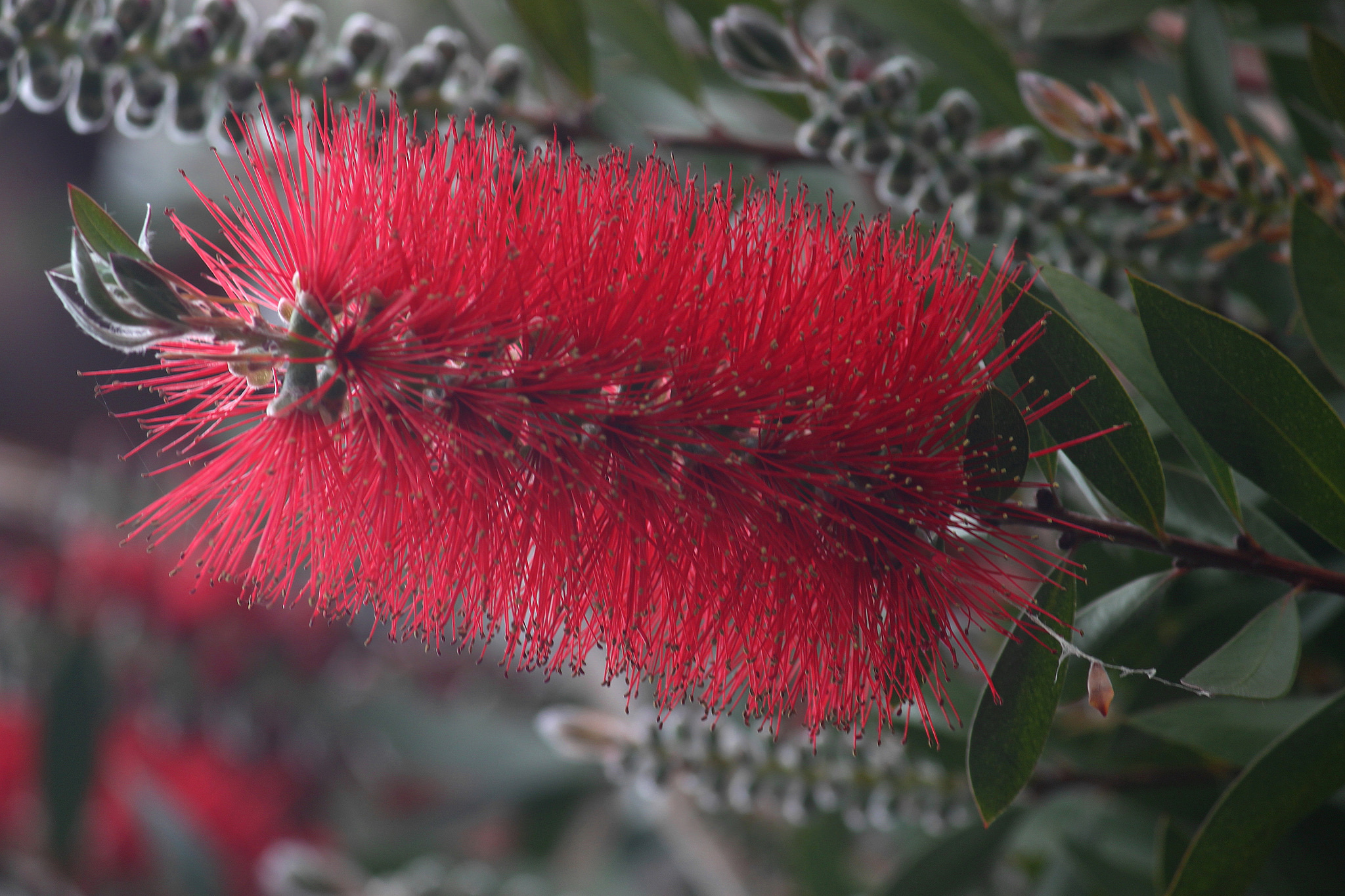 Bottlebrush Wallpapers