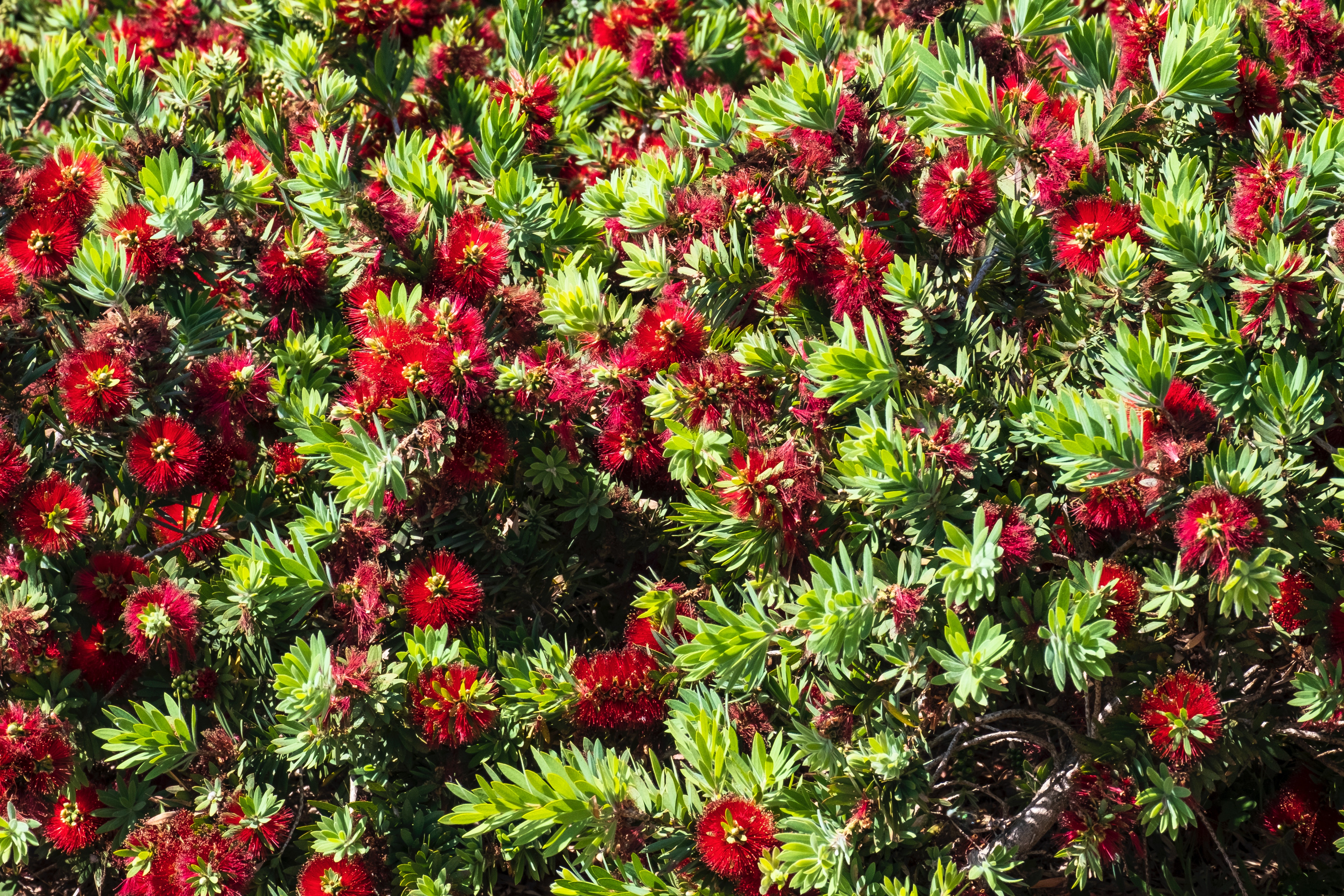 Bottlebrush Wallpapers