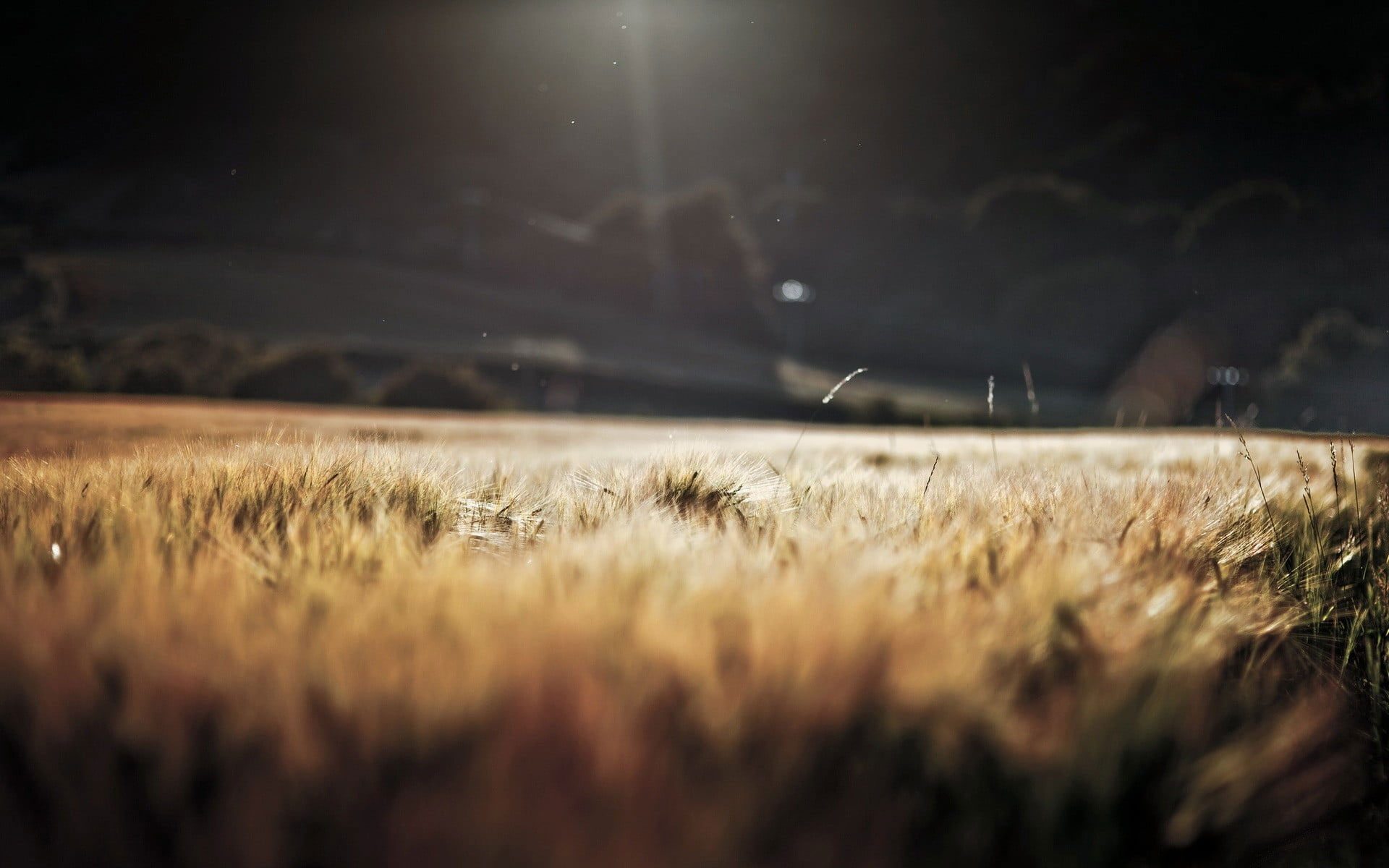 Brown Field Night Wallpapers