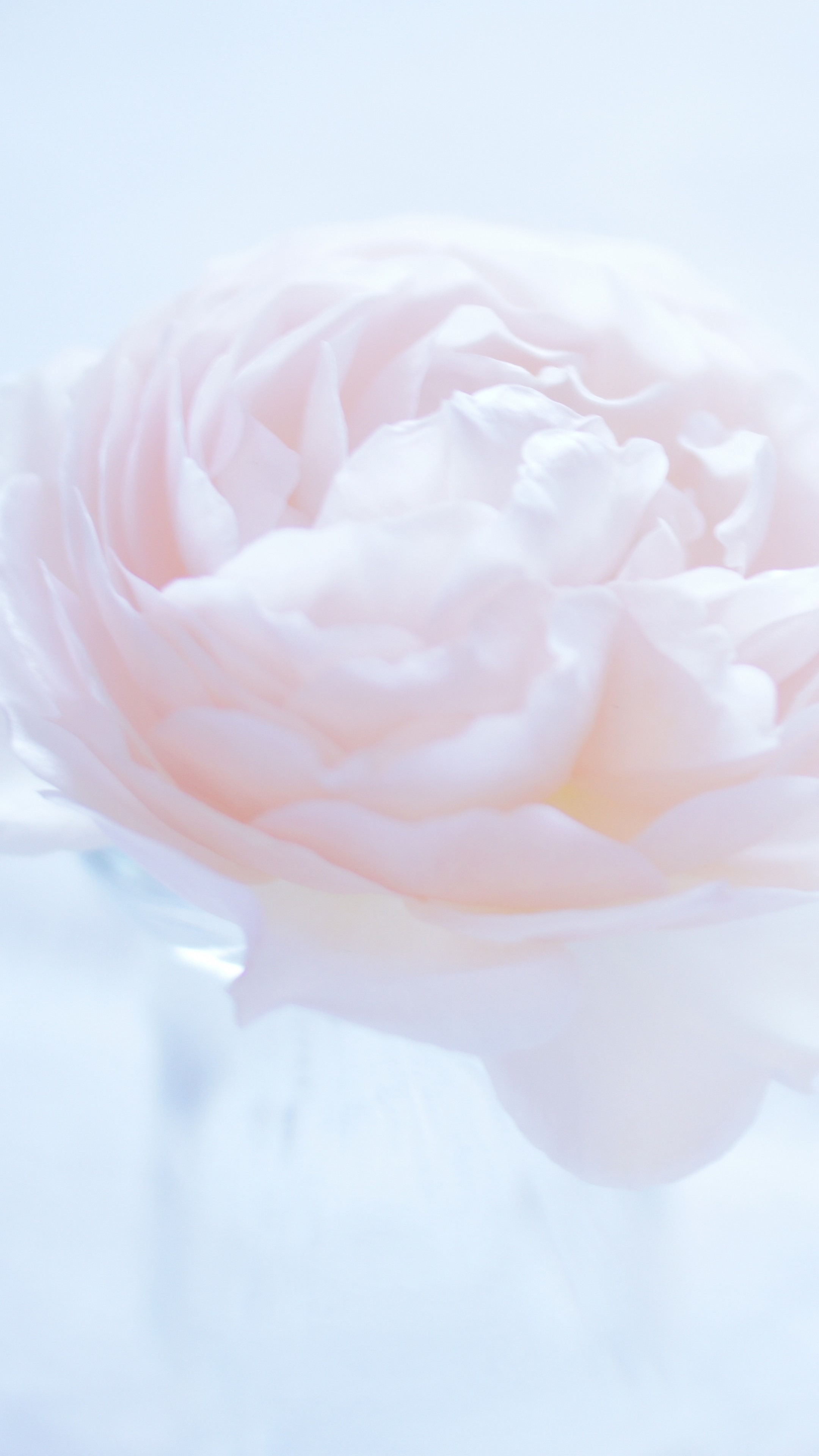 Camellia Wallpapers