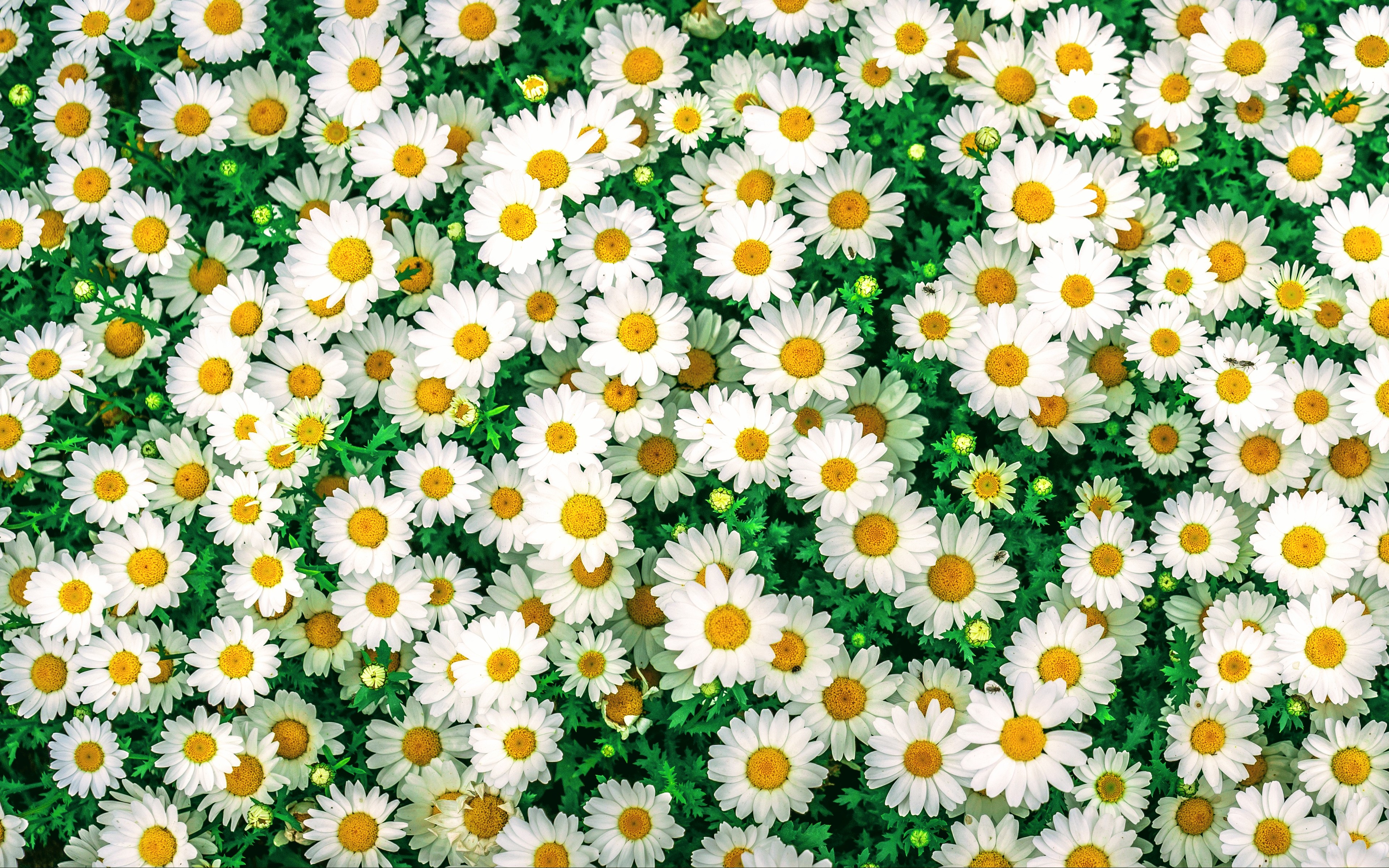 Camomiles Stones White Flower Wallpapers