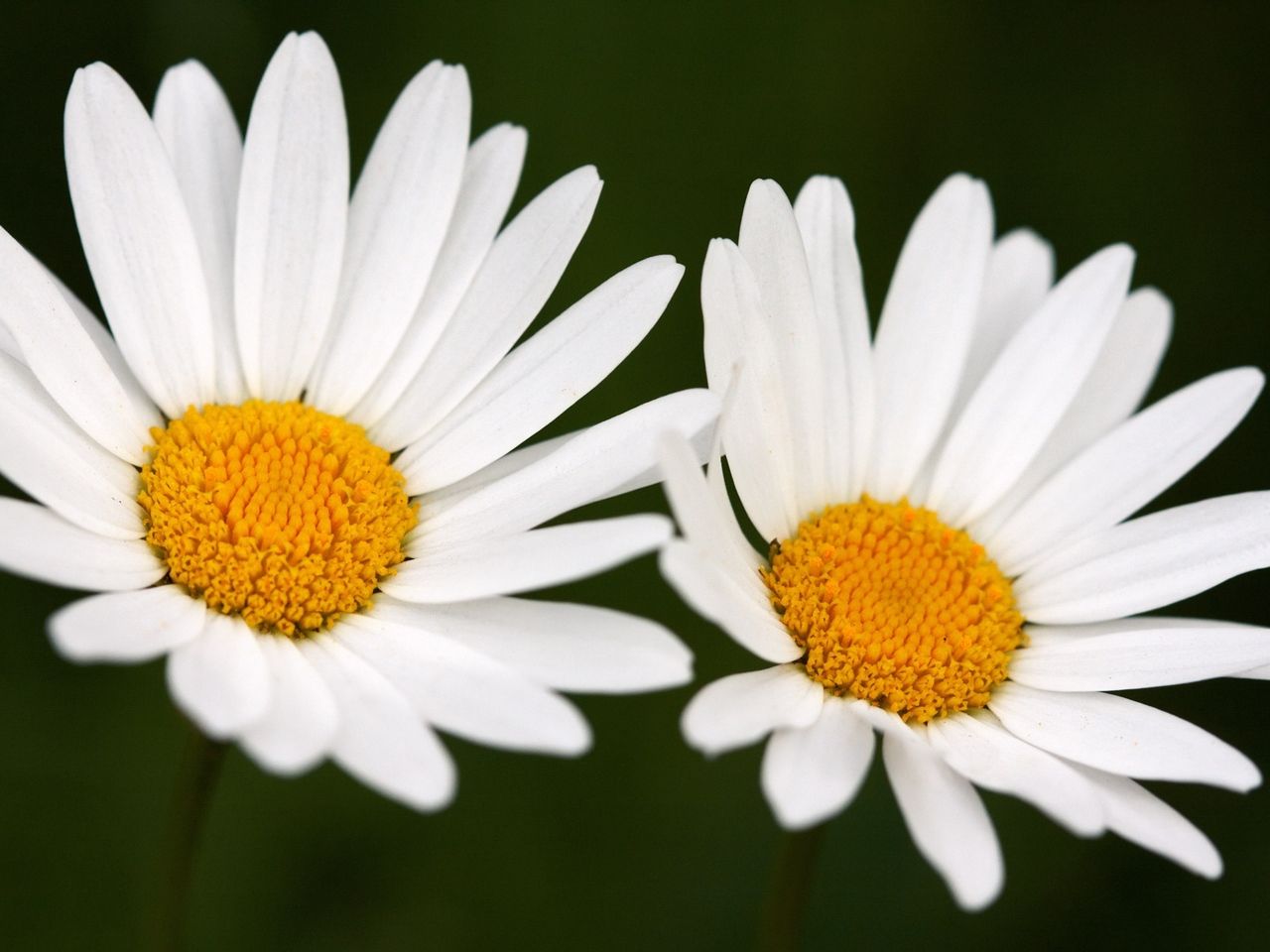 Camomiles Stones White Flower Wallpapers