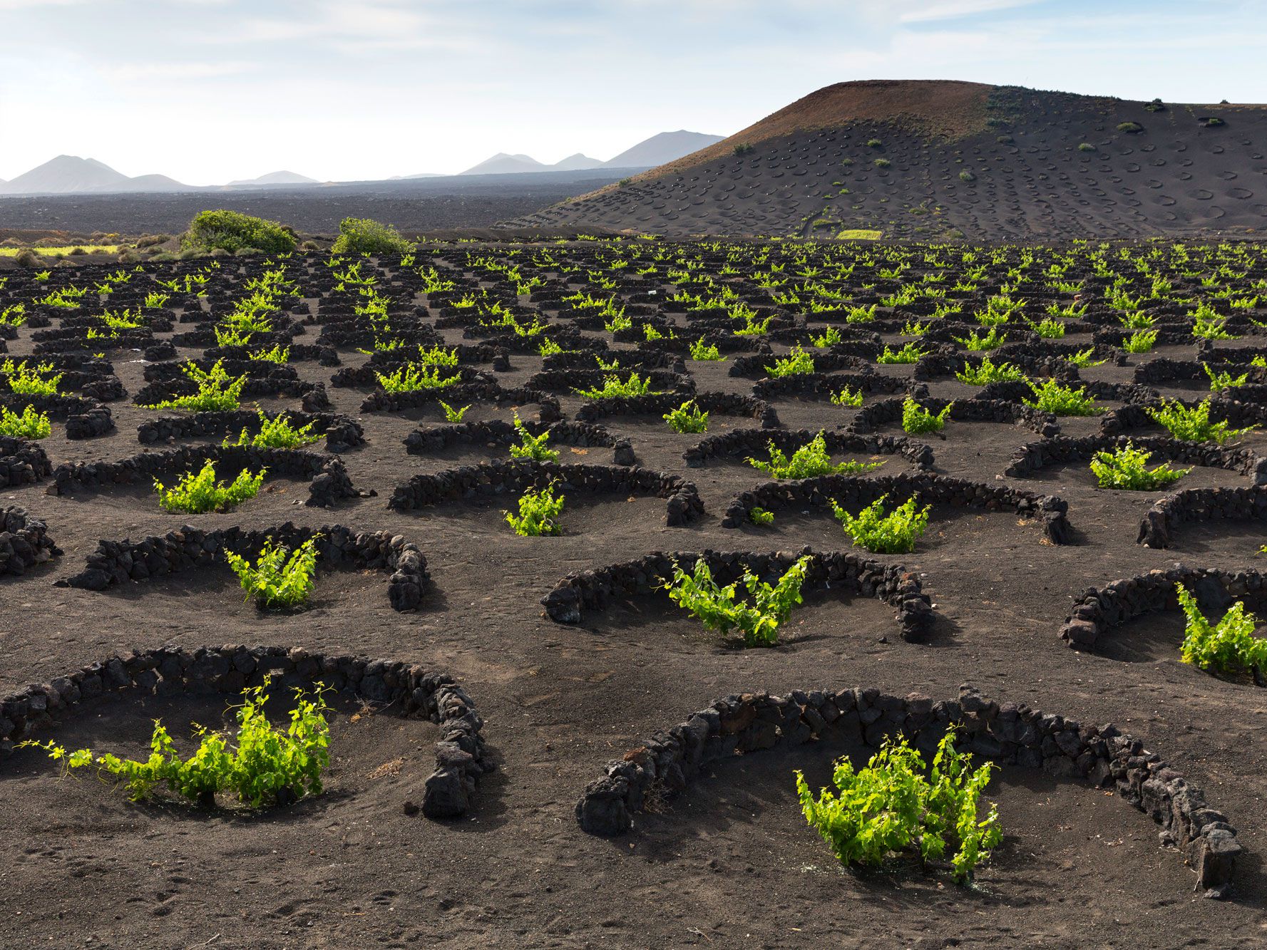 Canary Islands Vineyard Wallpapers