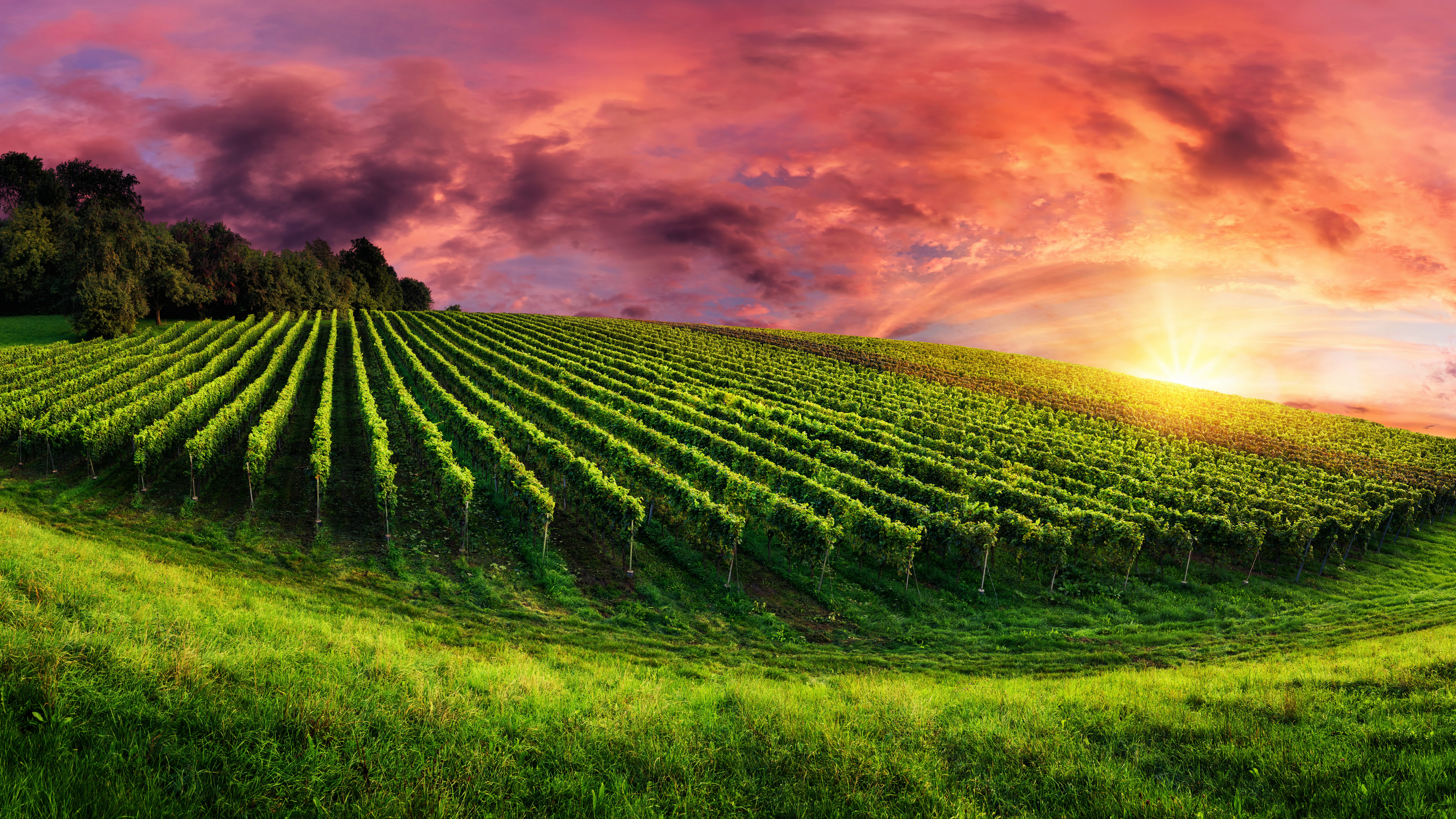 Canary Islands Vineyard Wallpapers