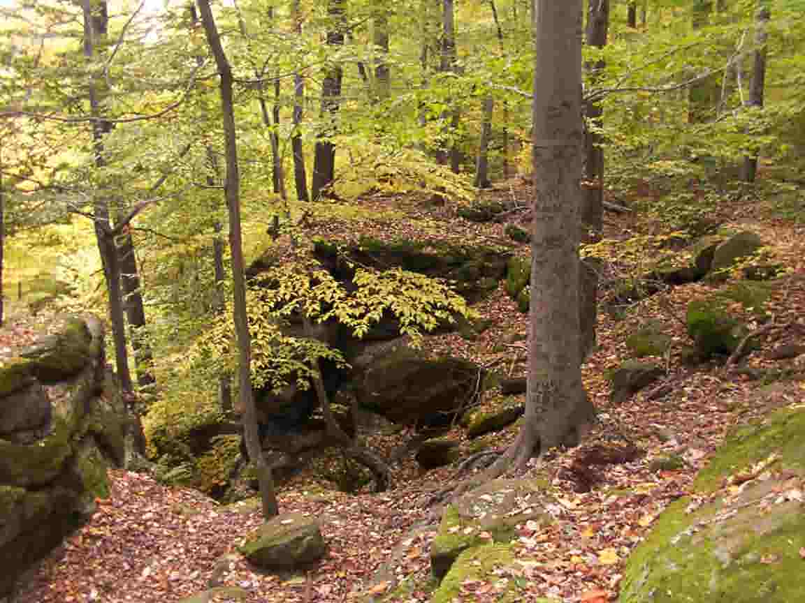 Chapin Forest Reservation Evening Wallpapers