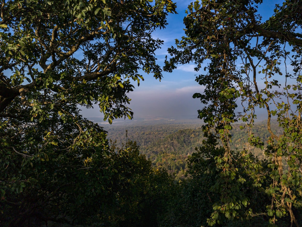 Chapin Forest Reservation Evening Wallpapers