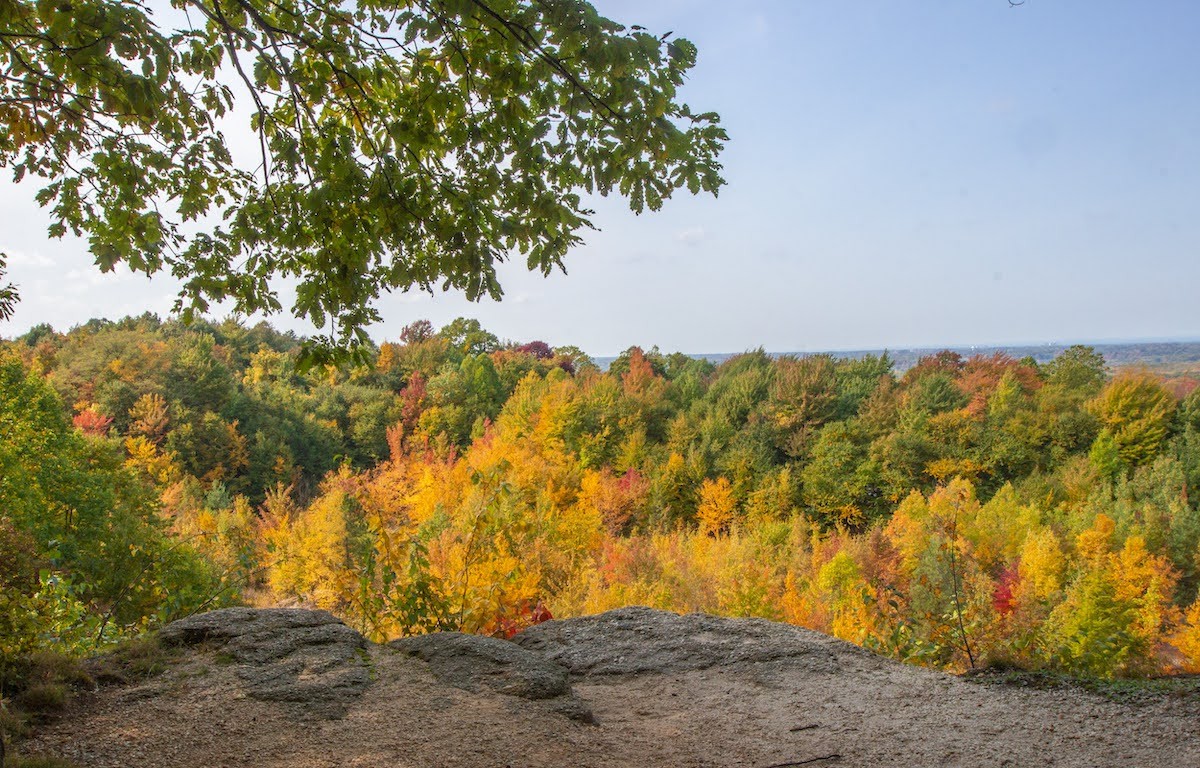 Chapin Forest Reservation Evening Wallpapers