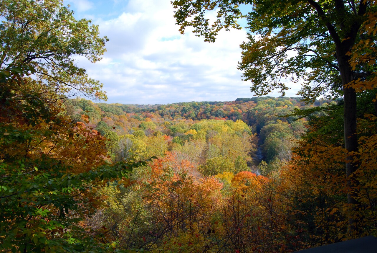 Chapin Forest Reservation Evening Wallpapers