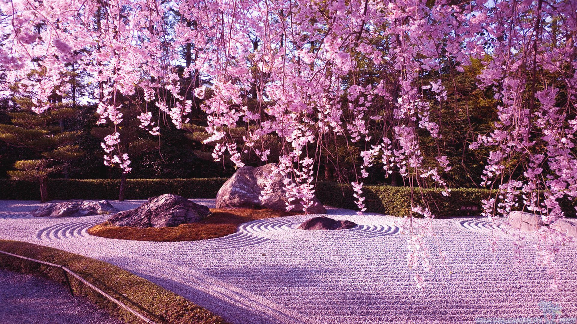 Cherry Blossoms Wallpapers