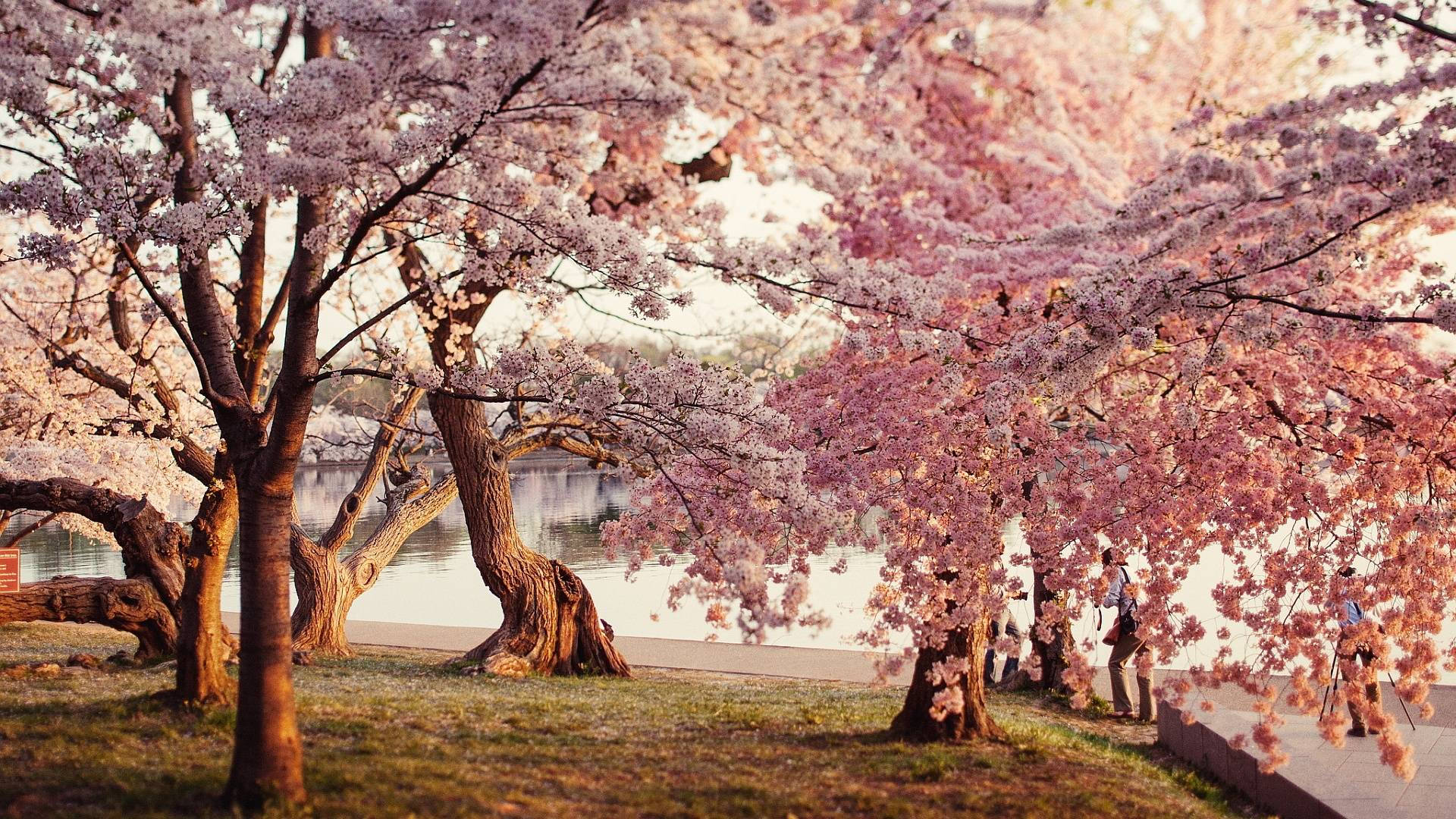 Cherry Blossoms Wallpapers