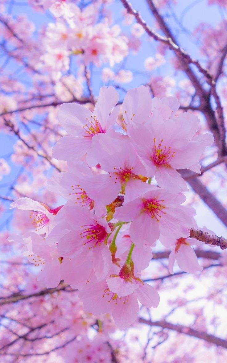 Cherry Blossoms Wallpapers