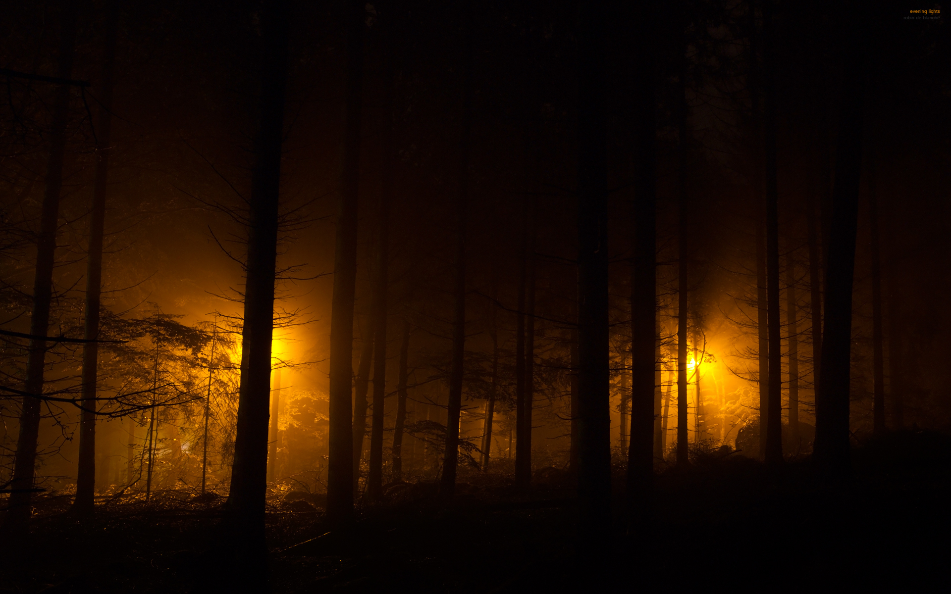 Cloudy Orange Sunset In Forest Wallpapers