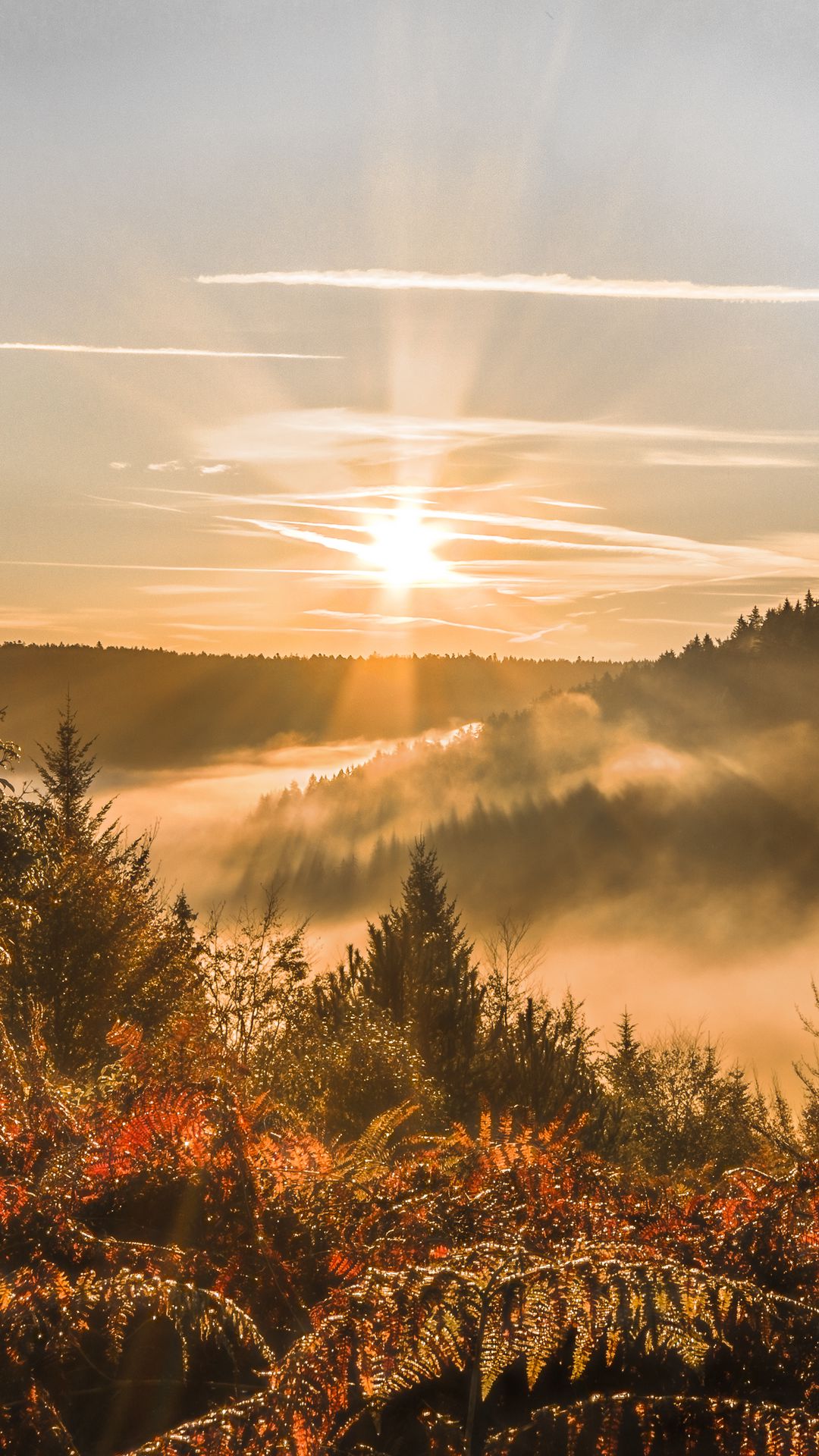 Cloudy Orange Sunset In Forest Wallpapers