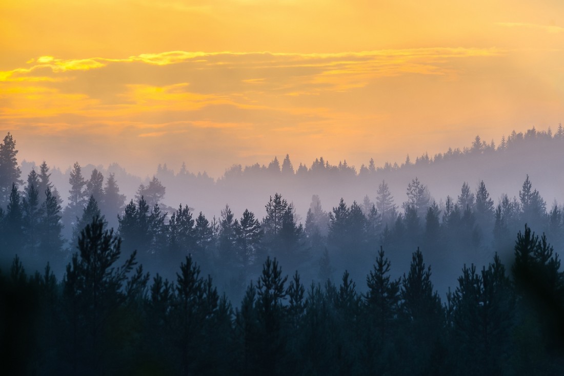 Cloudy Orange Sunset In Forest Wallpapers