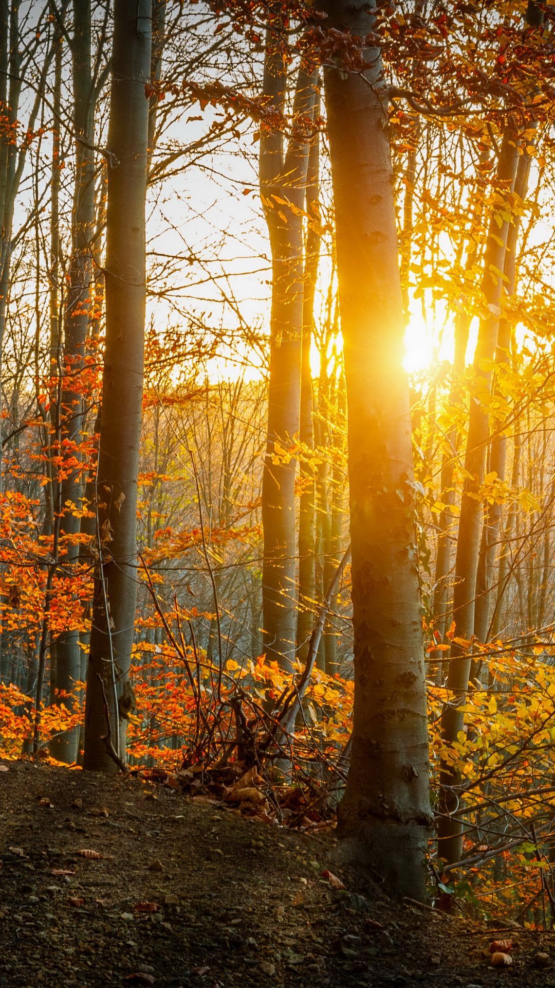 Cloudy Orange Sunset In Forest Wallpapers