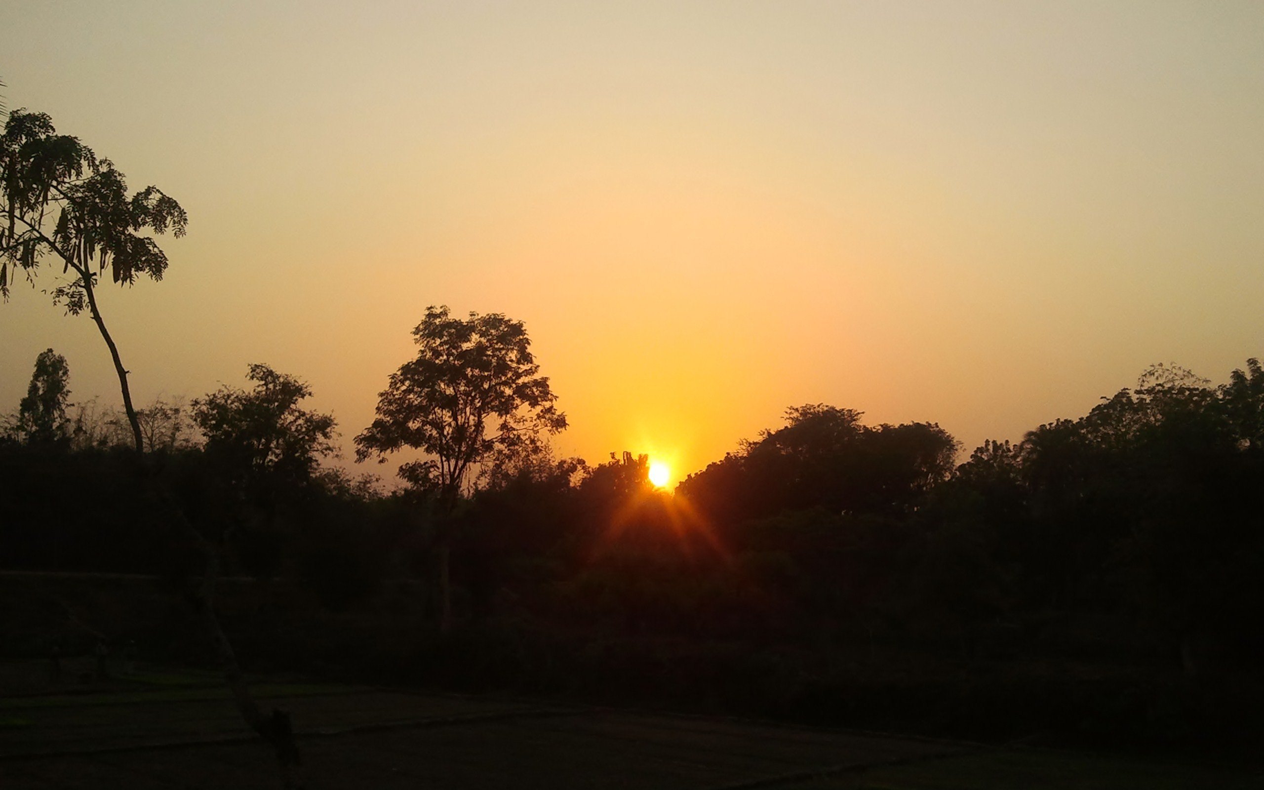 Cloudy Orange Sunset In Forest Wallpapers