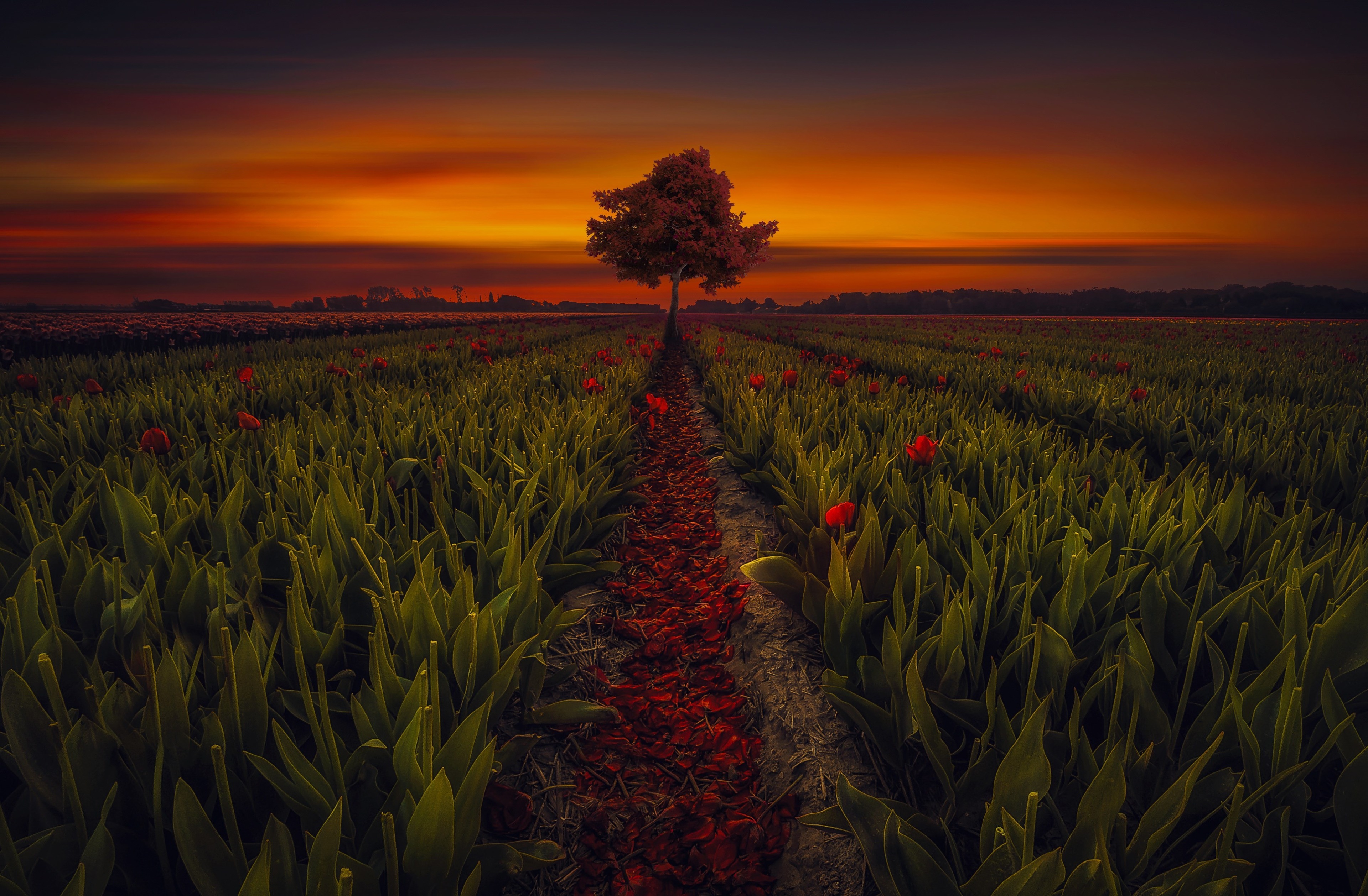 Colorful Sunset At Lonely Field Wallpapers