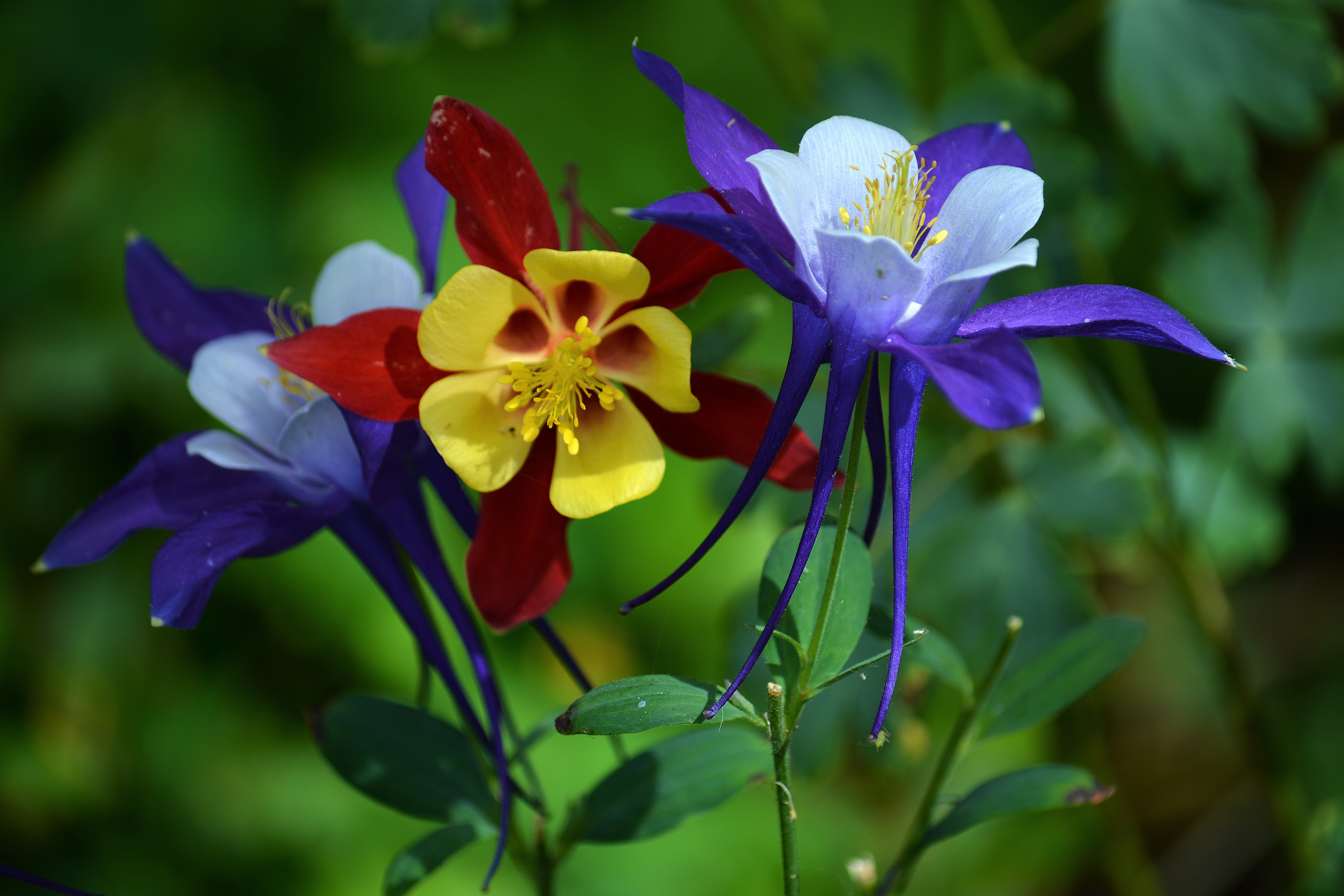 Columbine Wallpapers