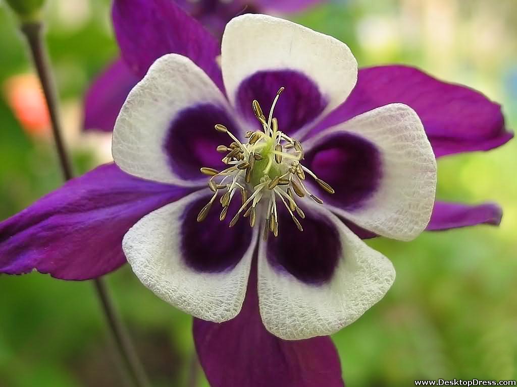 Columbine Wallpapers